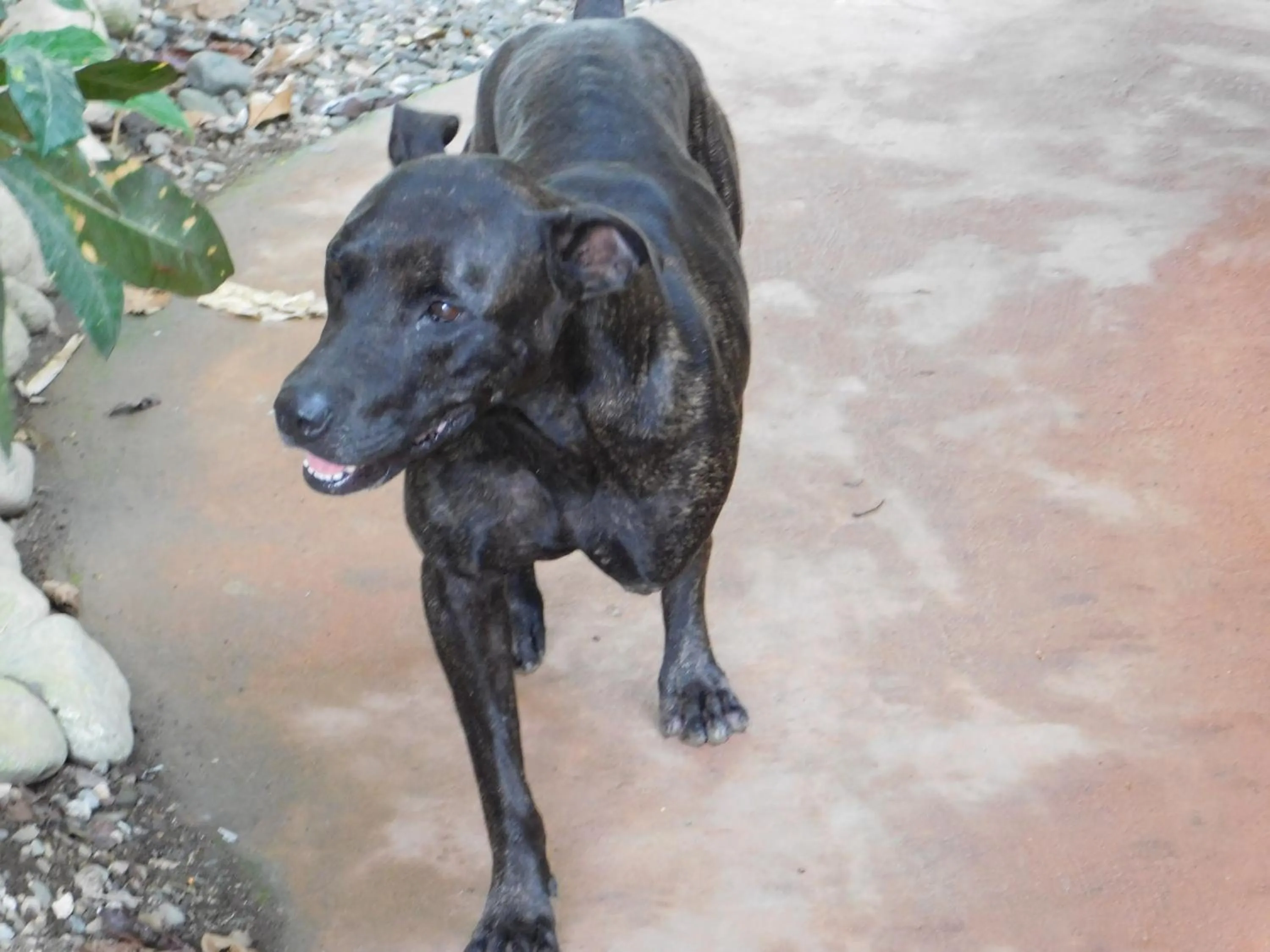Animals in Cabinas Jimenez