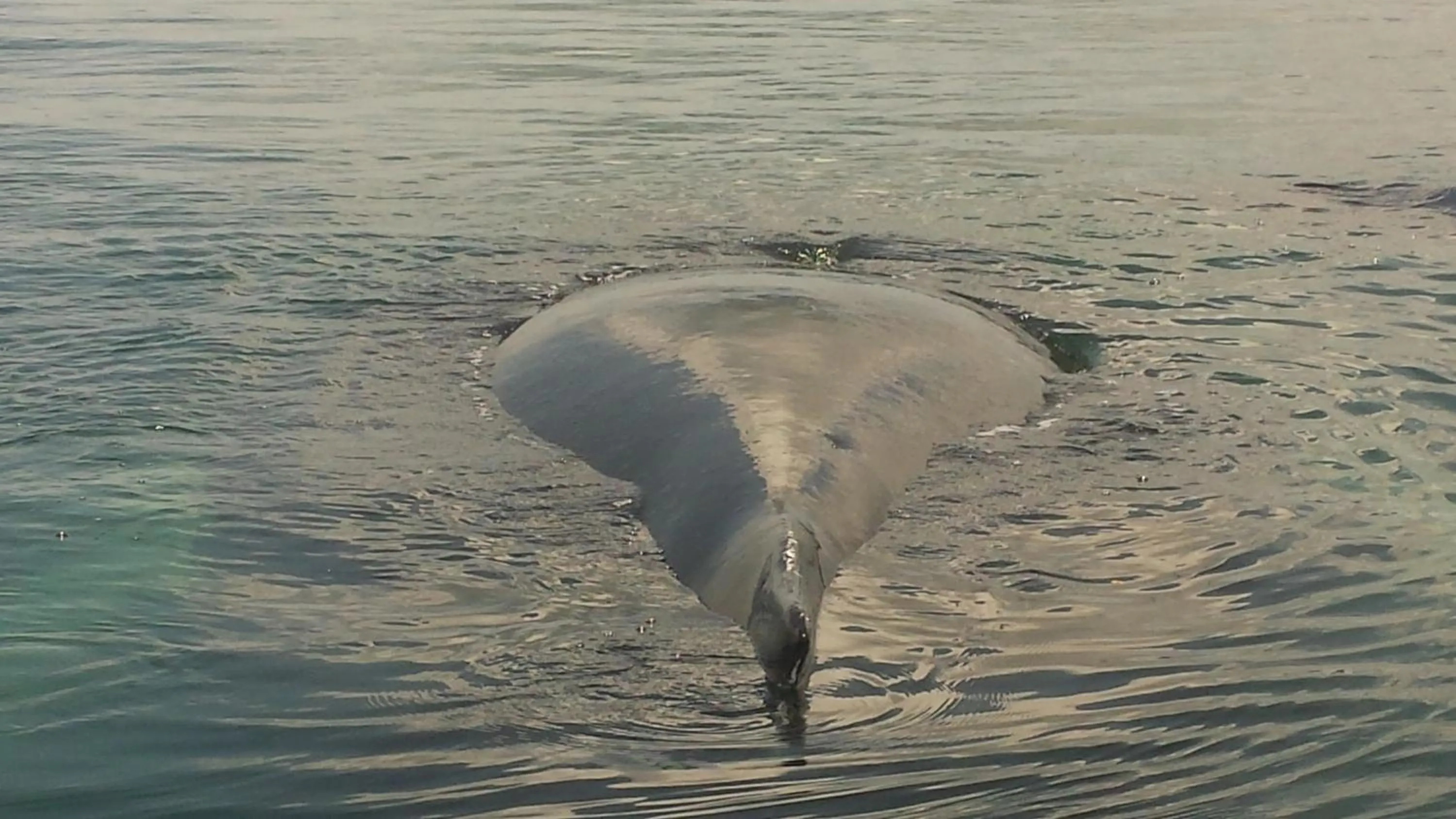 Animals in Cabinas Jimenez