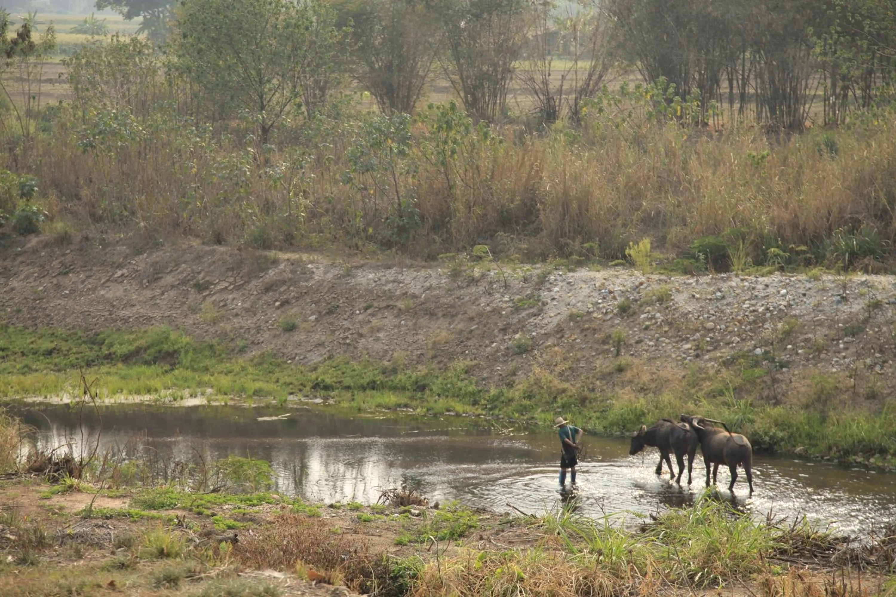 Pets in Phutawan Pundao