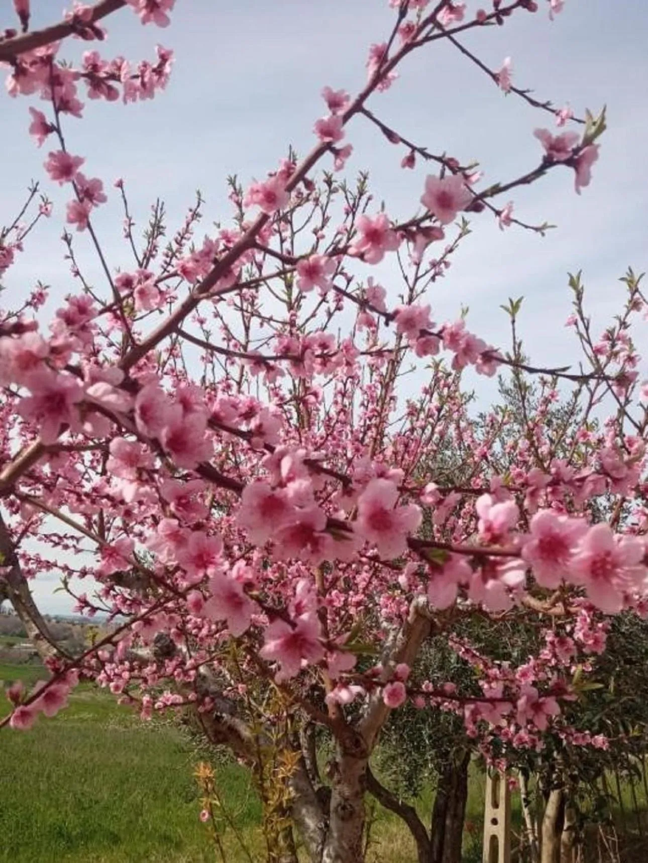 Garden in Tierra Cristiana