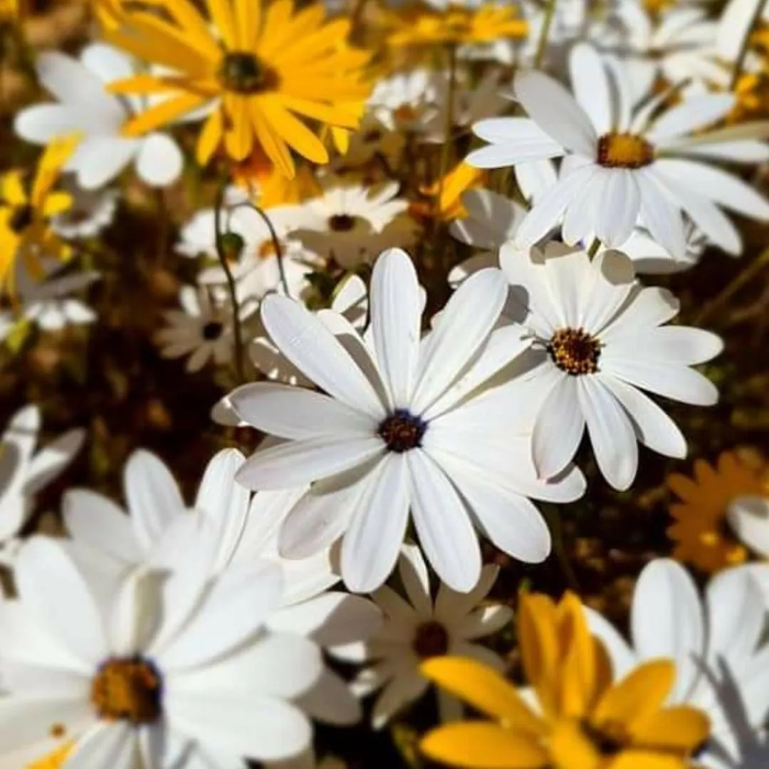 Clanwilliam Accommodation