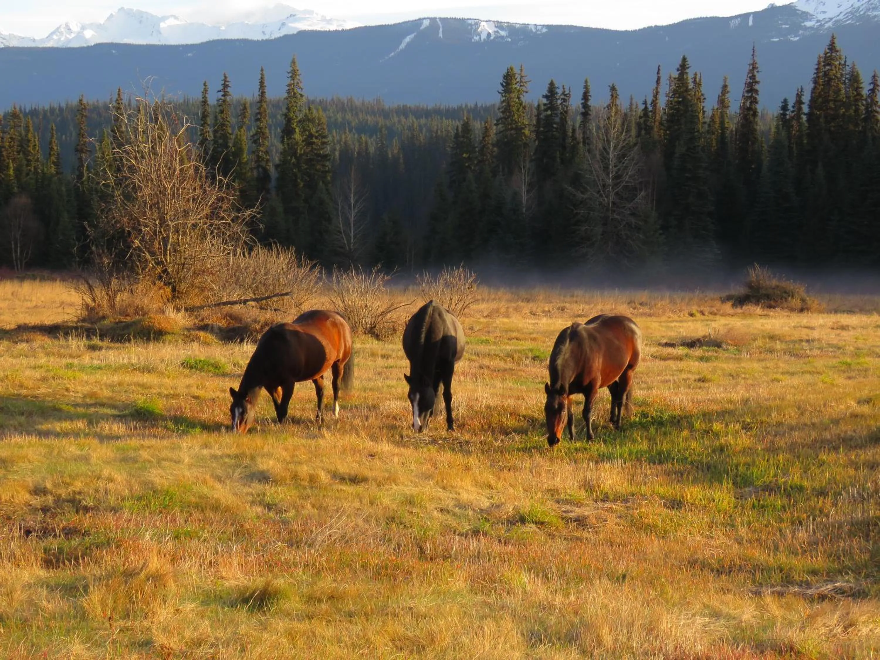 Pets in Rocky Ridge Resort-BC