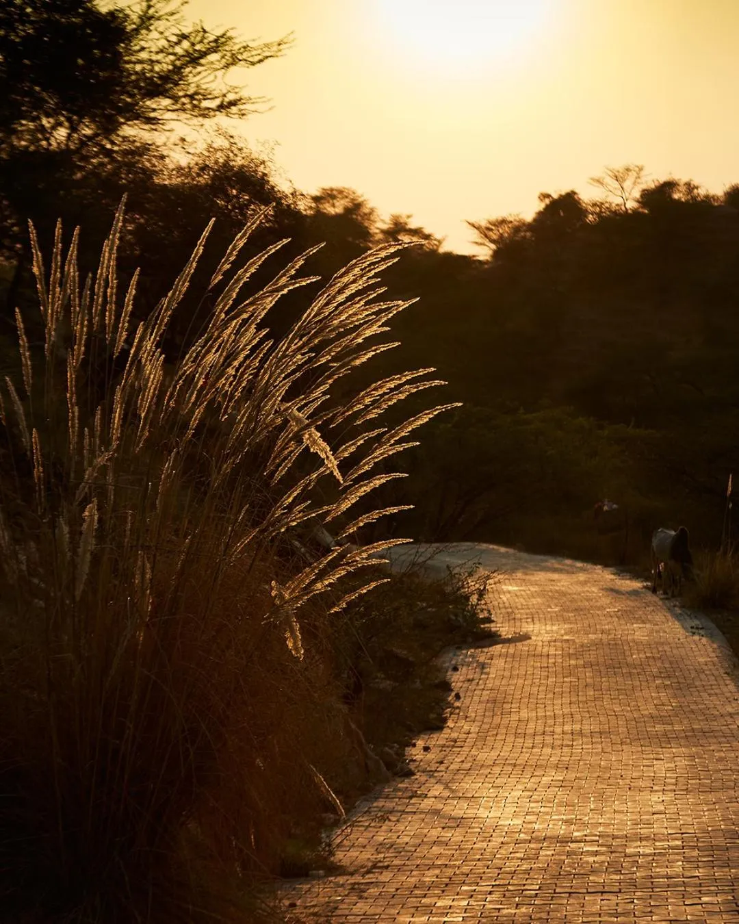 Natural landscape in Alila Fort Bishangarh Jaipur - A Hyatt Brand