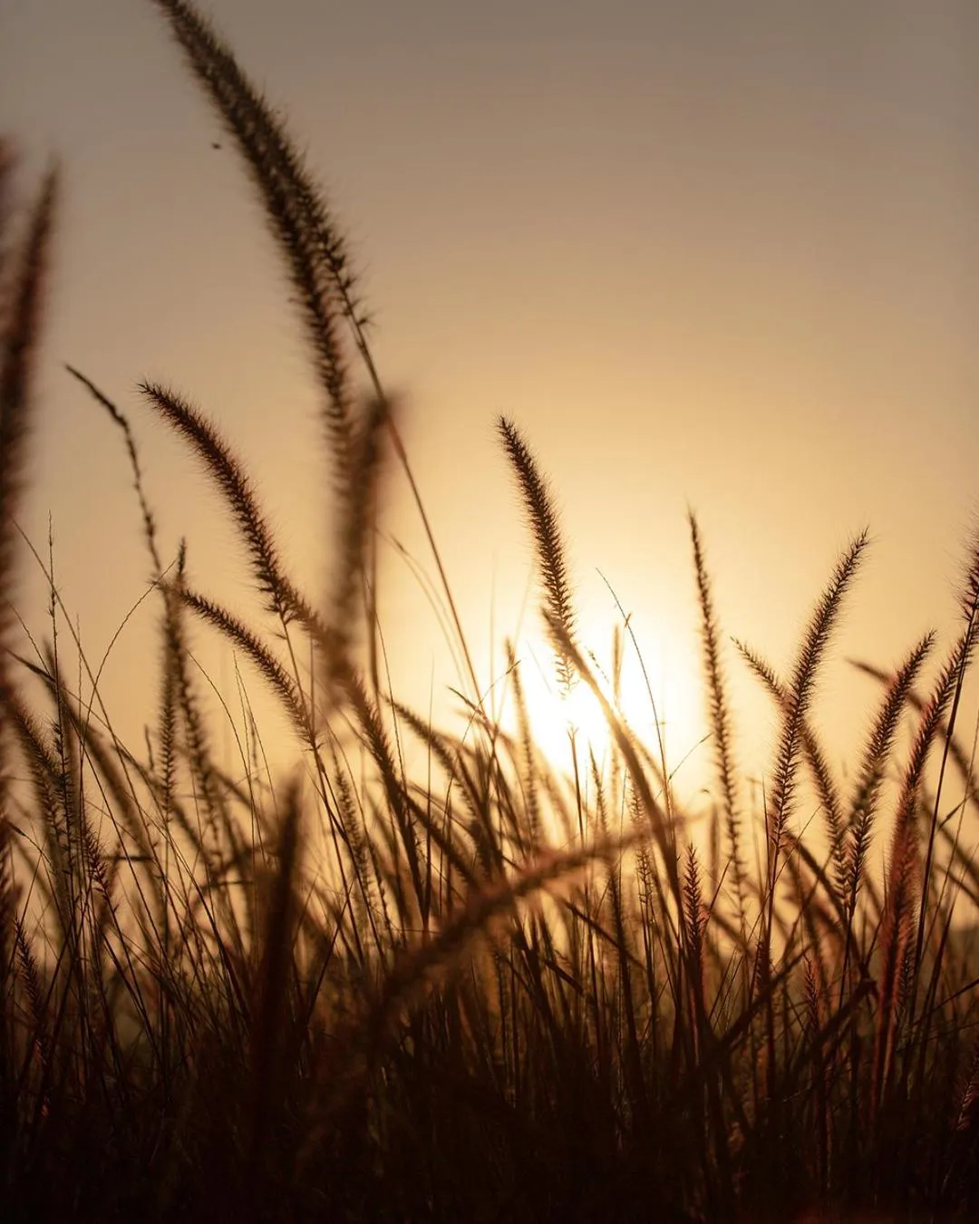 Garden view in Alila Fort Bishangarh Jaipur - A Hyatt Brand