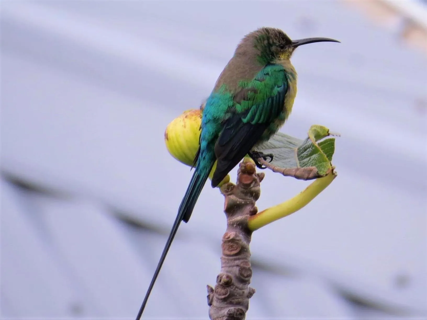 Garden in Amazing Grace B&B