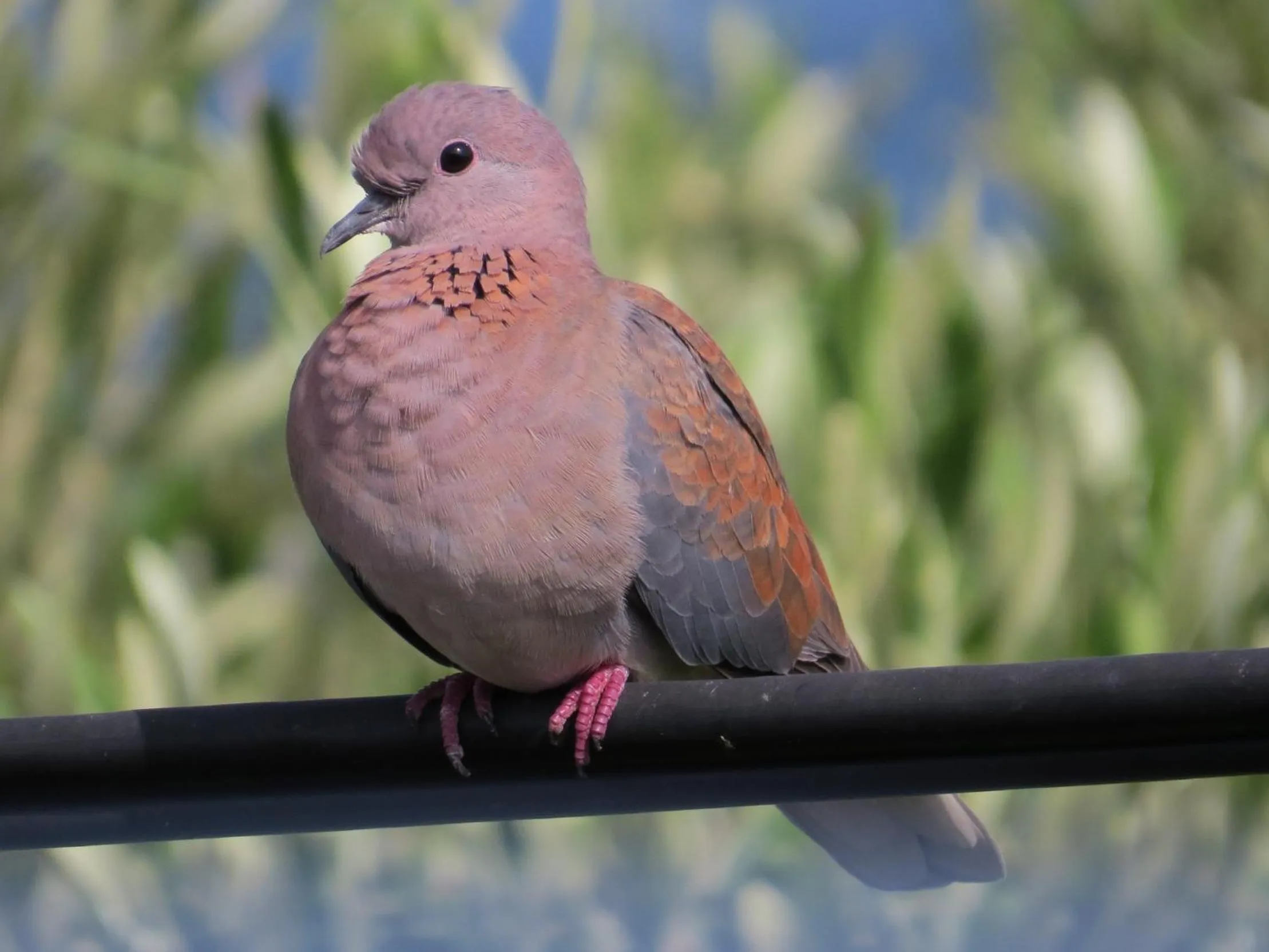 Animals in Amazing Grace B&B