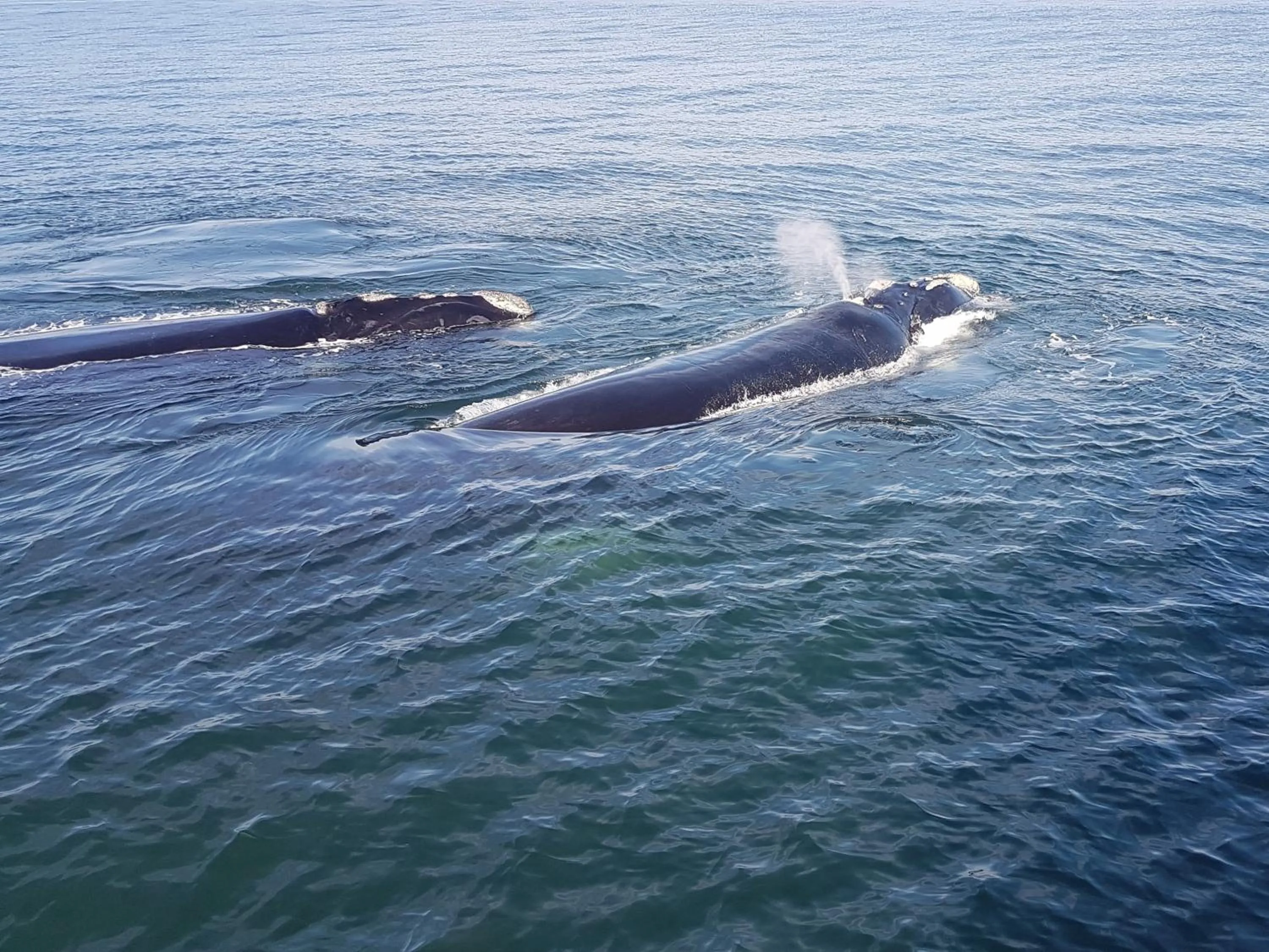 Animals in Amazing Grace B&B