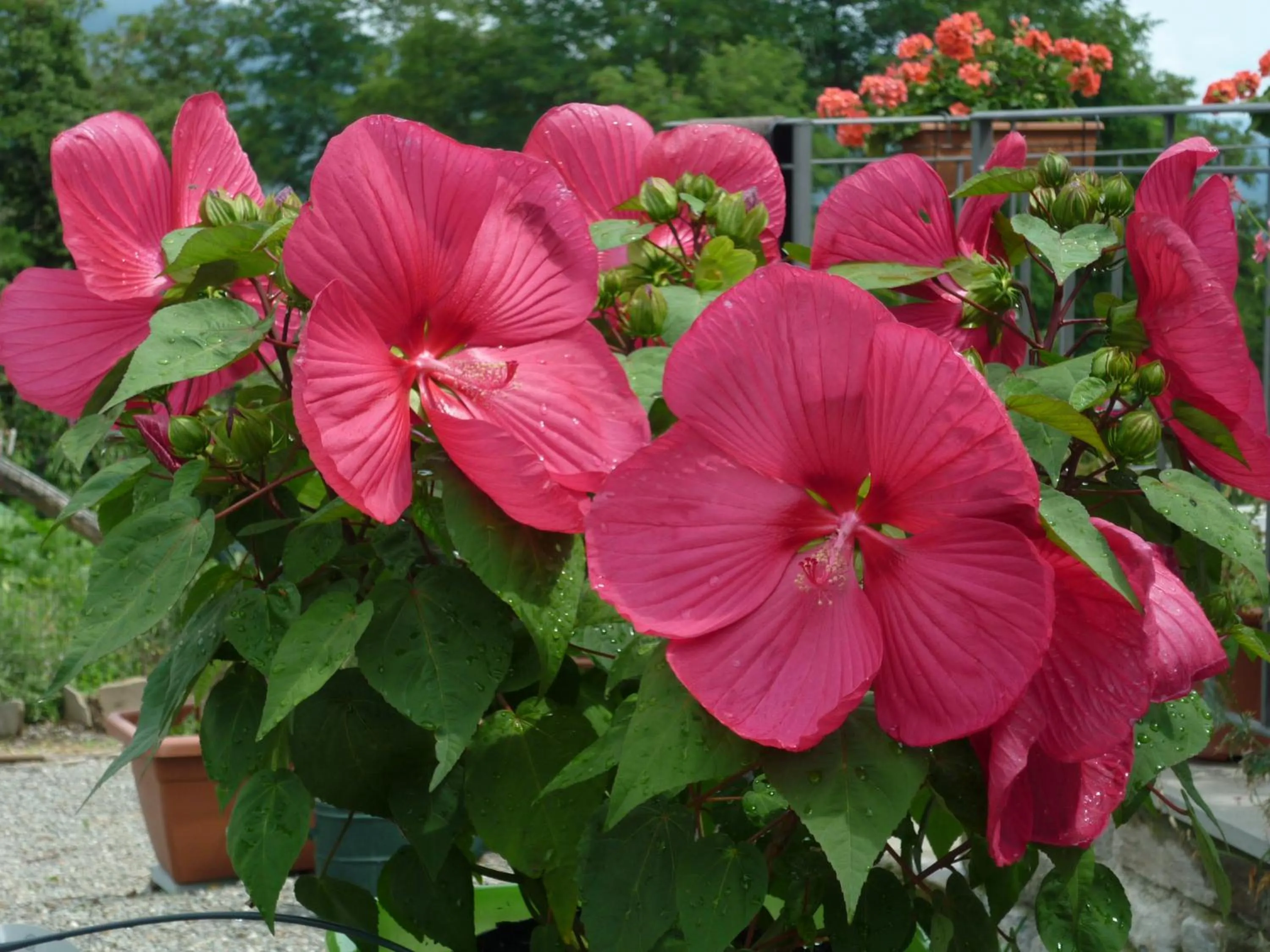 Garden in Il Poggio di Traverde