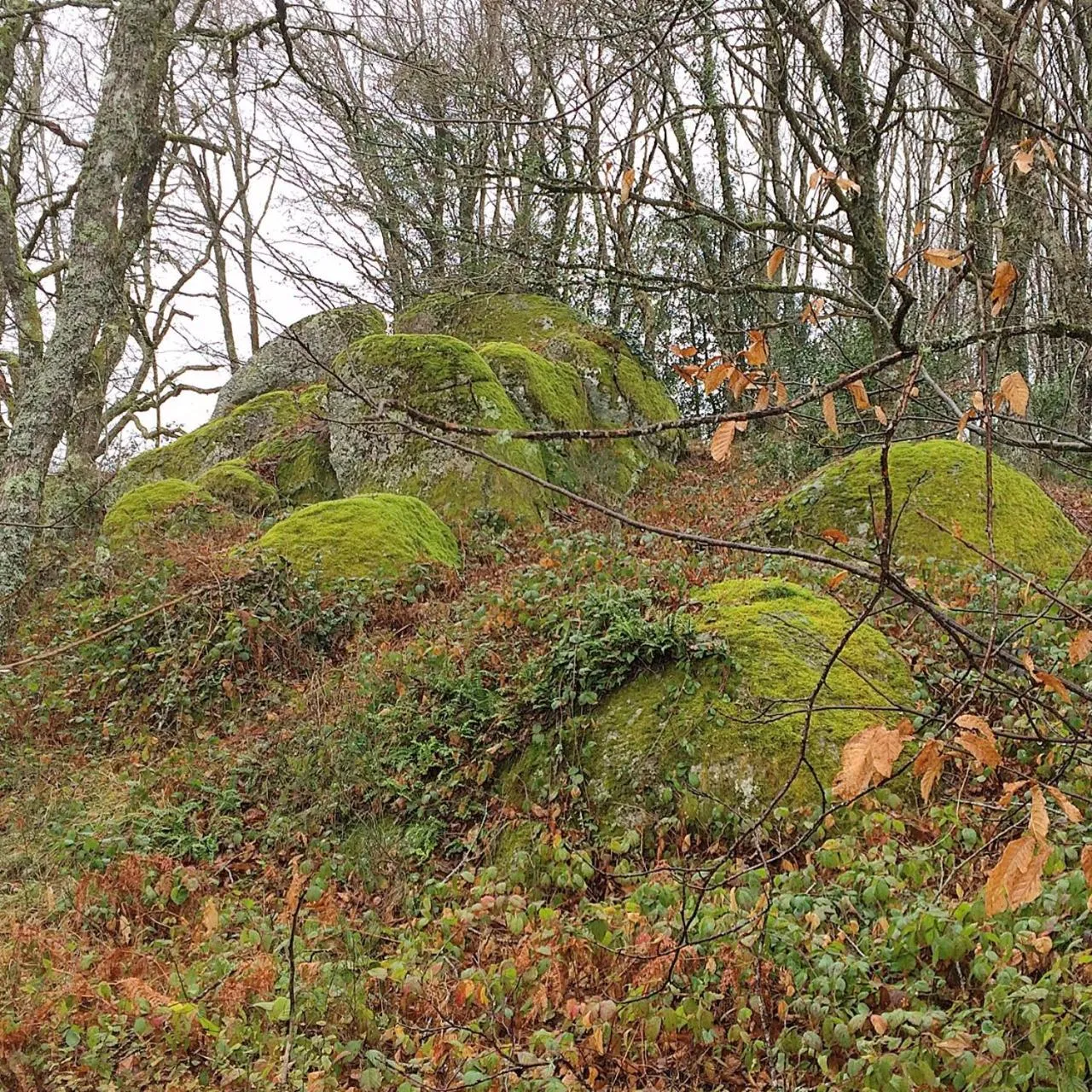 Garden in B&B Bouton D'Or La Bouriotte