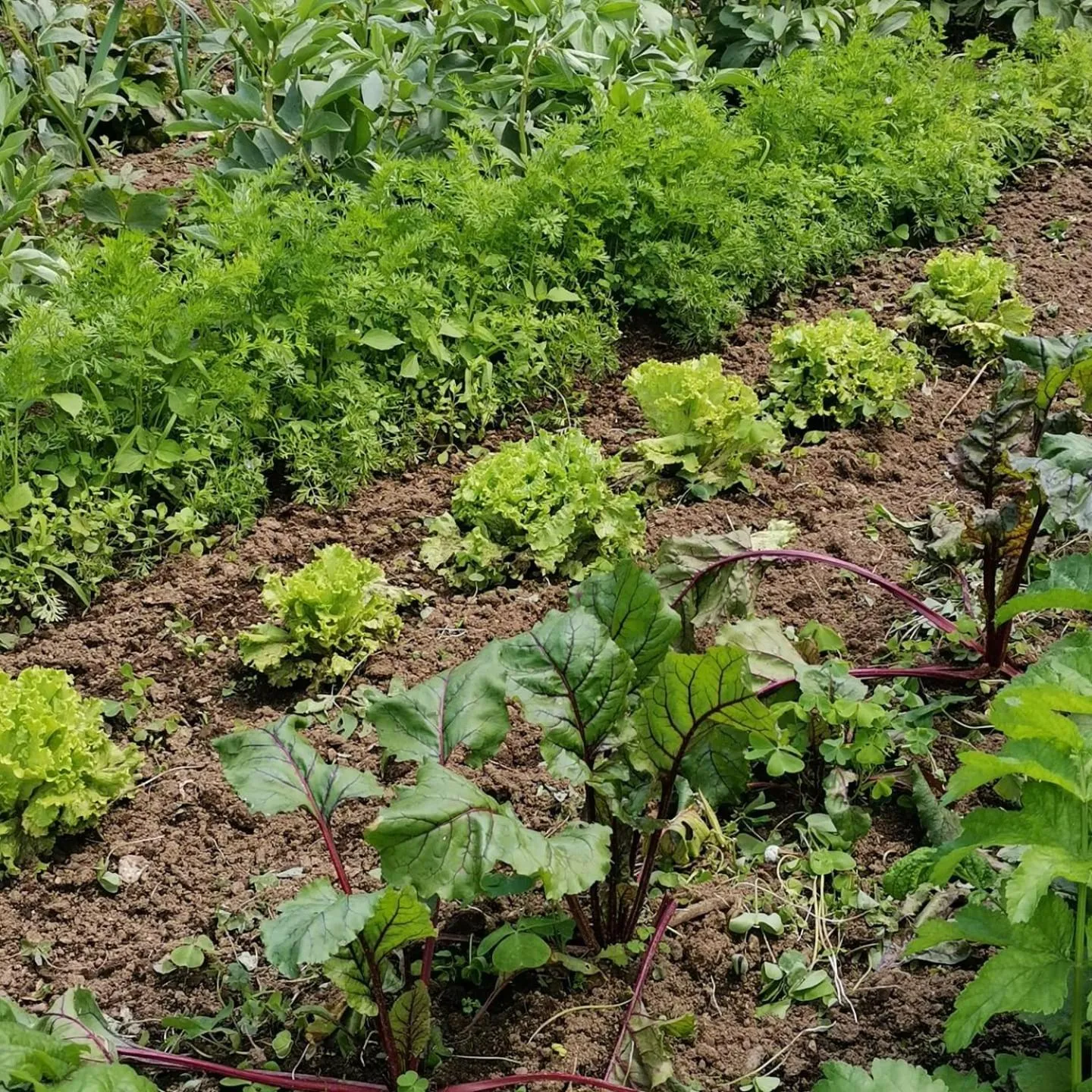 Garden in La Bouriotte Chambre d'hôtes Bouton D'Or