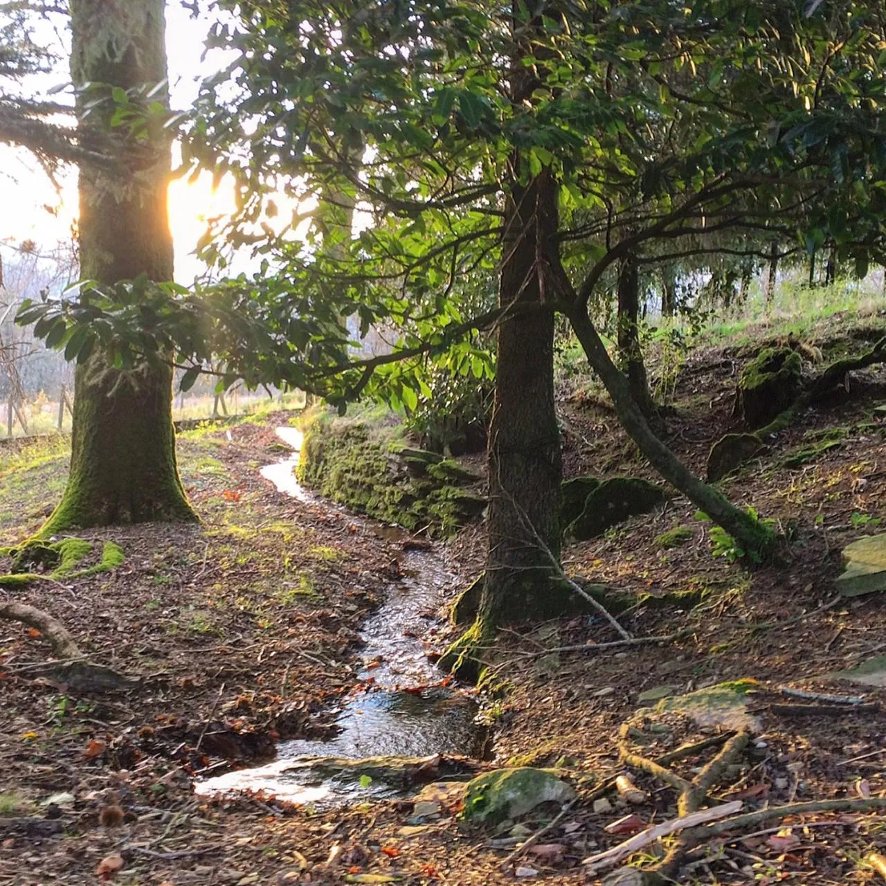 Garden in B&B Bouton D'Or La Bouriotte