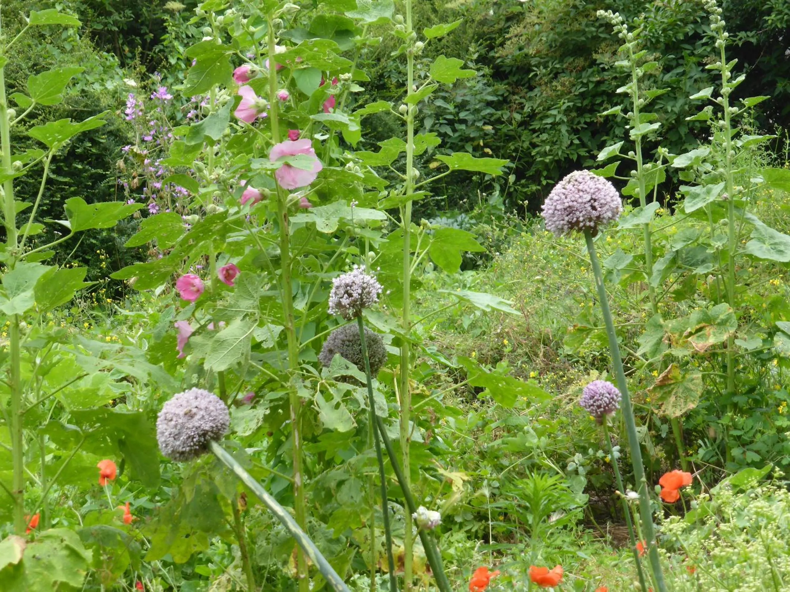 Garden in B&B Bouton D'Or La Bouriotte