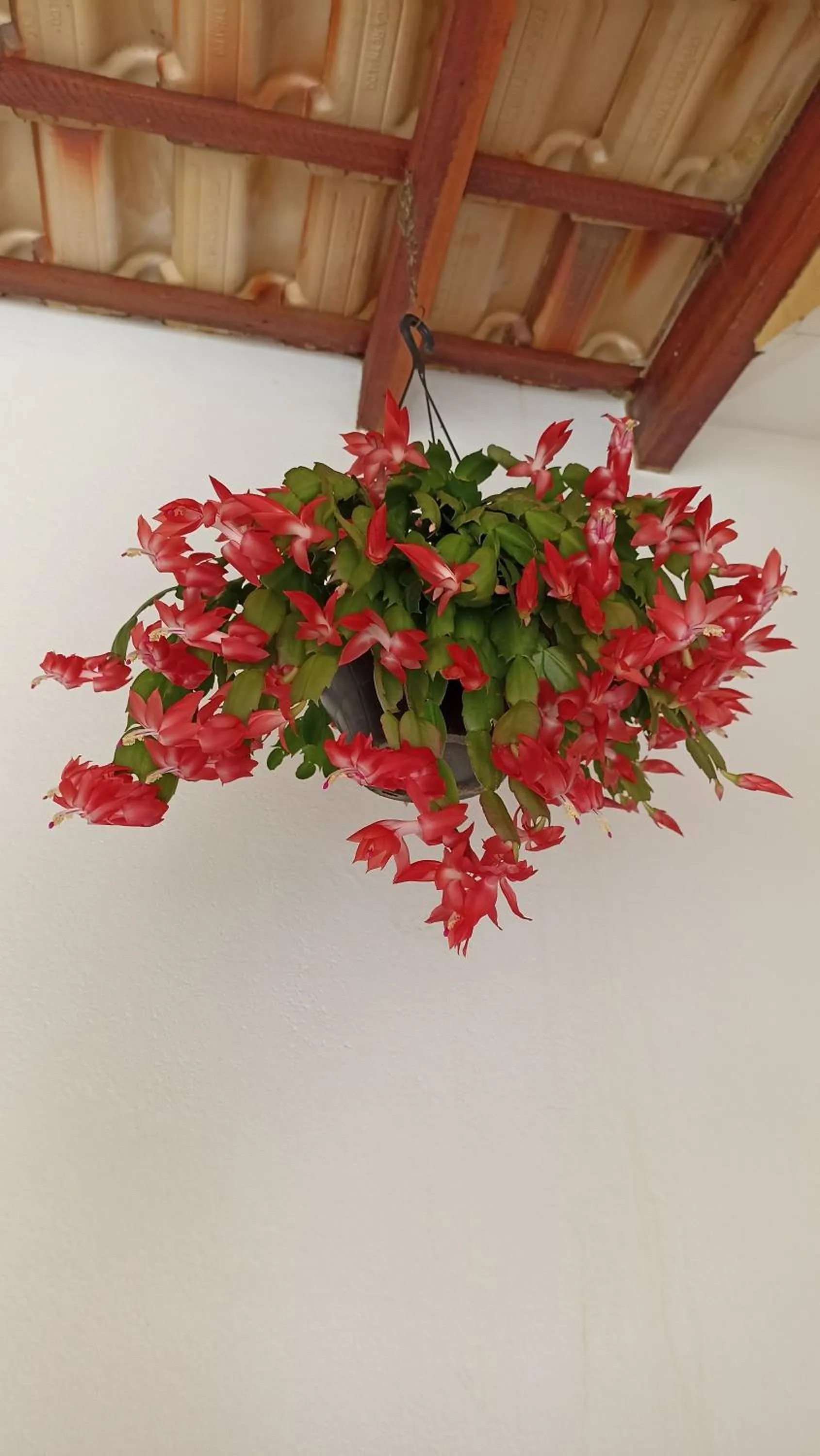 Decorative detail in Pousada Alejandro