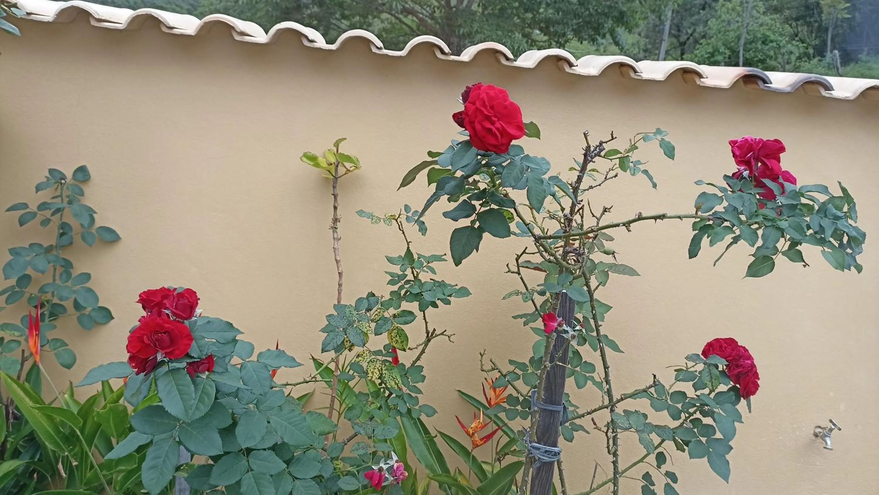 Garden view in Pousada Alejandro