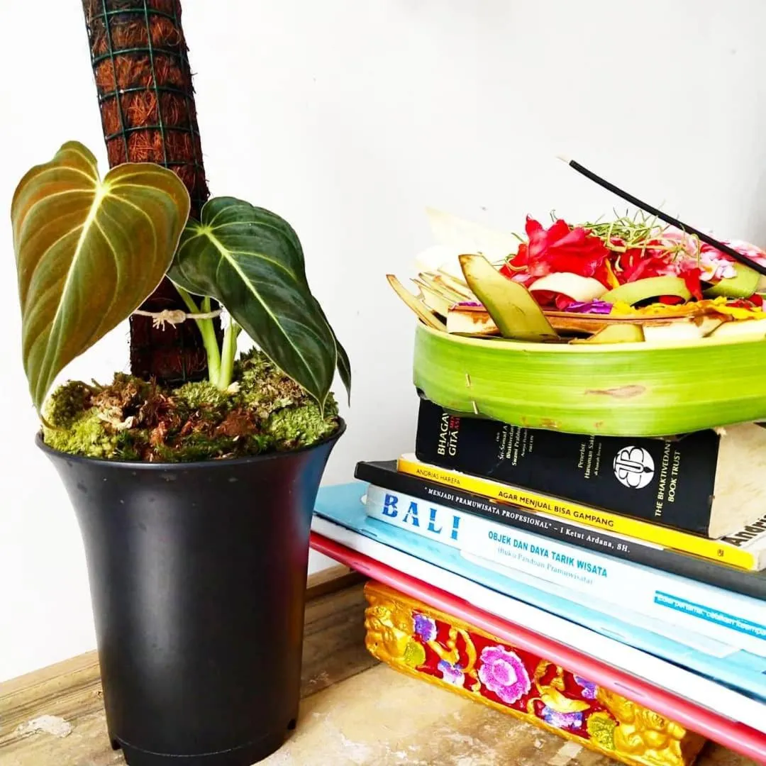 Lounge or bar in Doni House & Villas