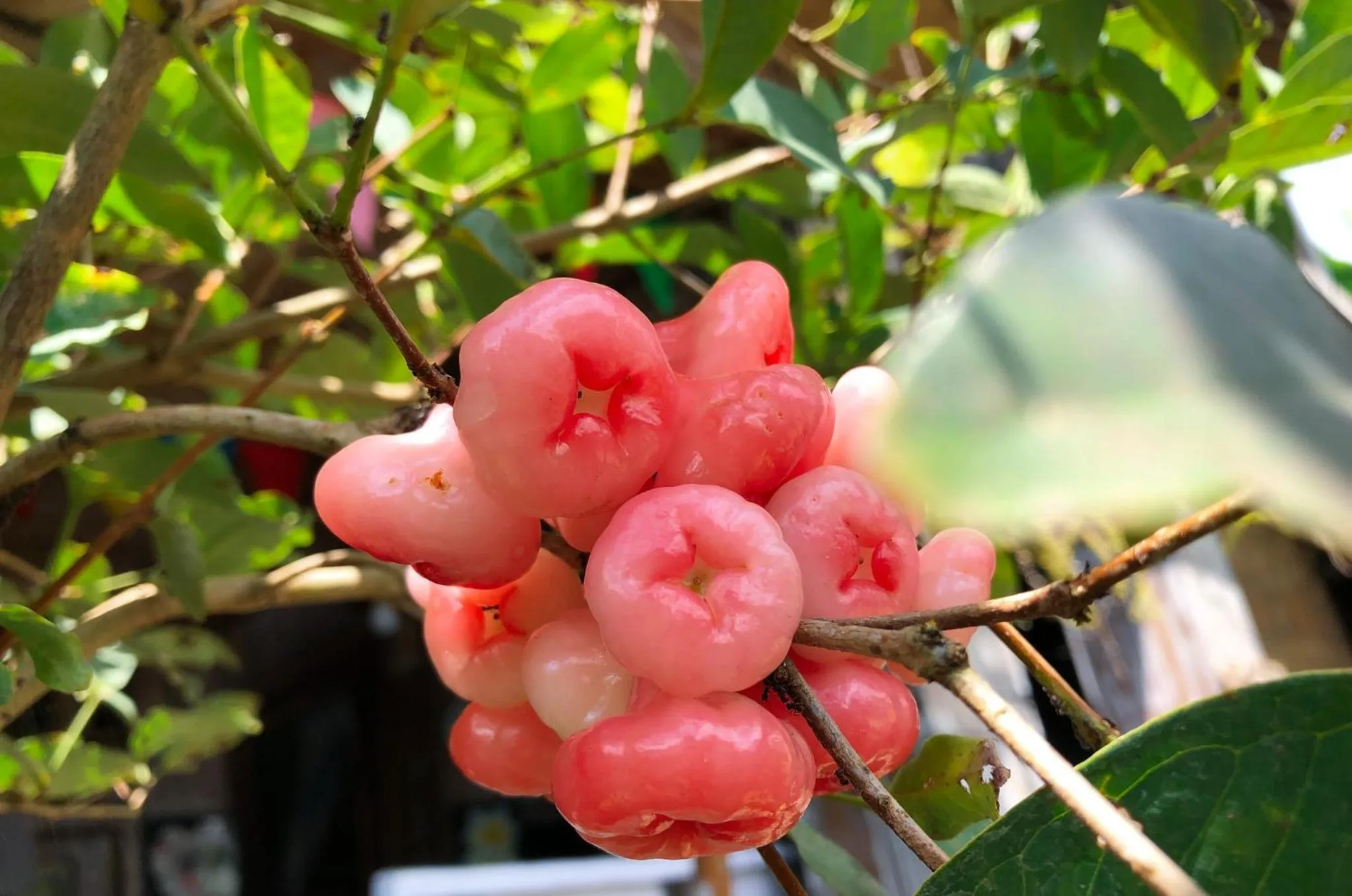 Garden in Doni House & Villas