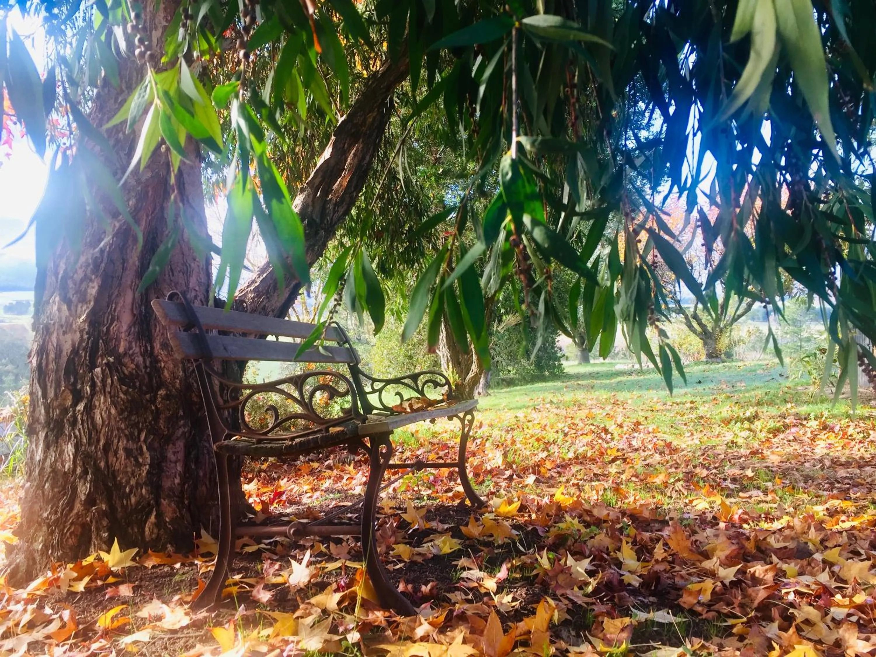 Garden in Rosewhite House