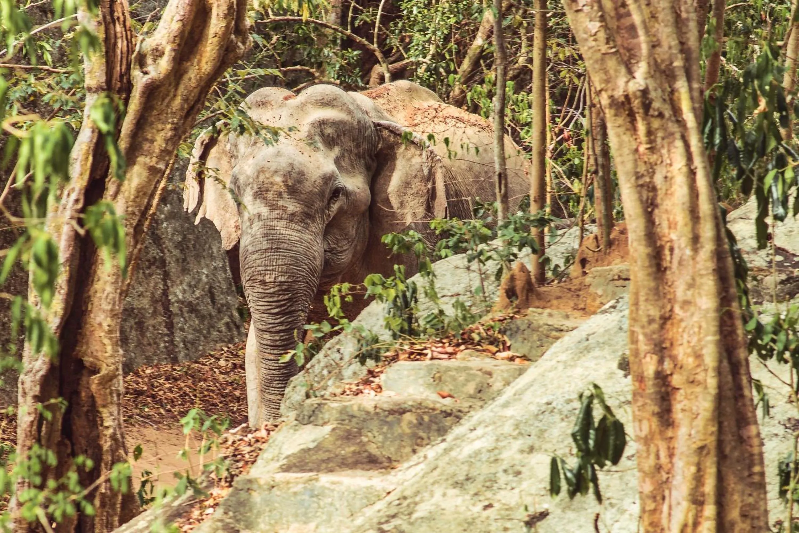 Animals in Babar Point