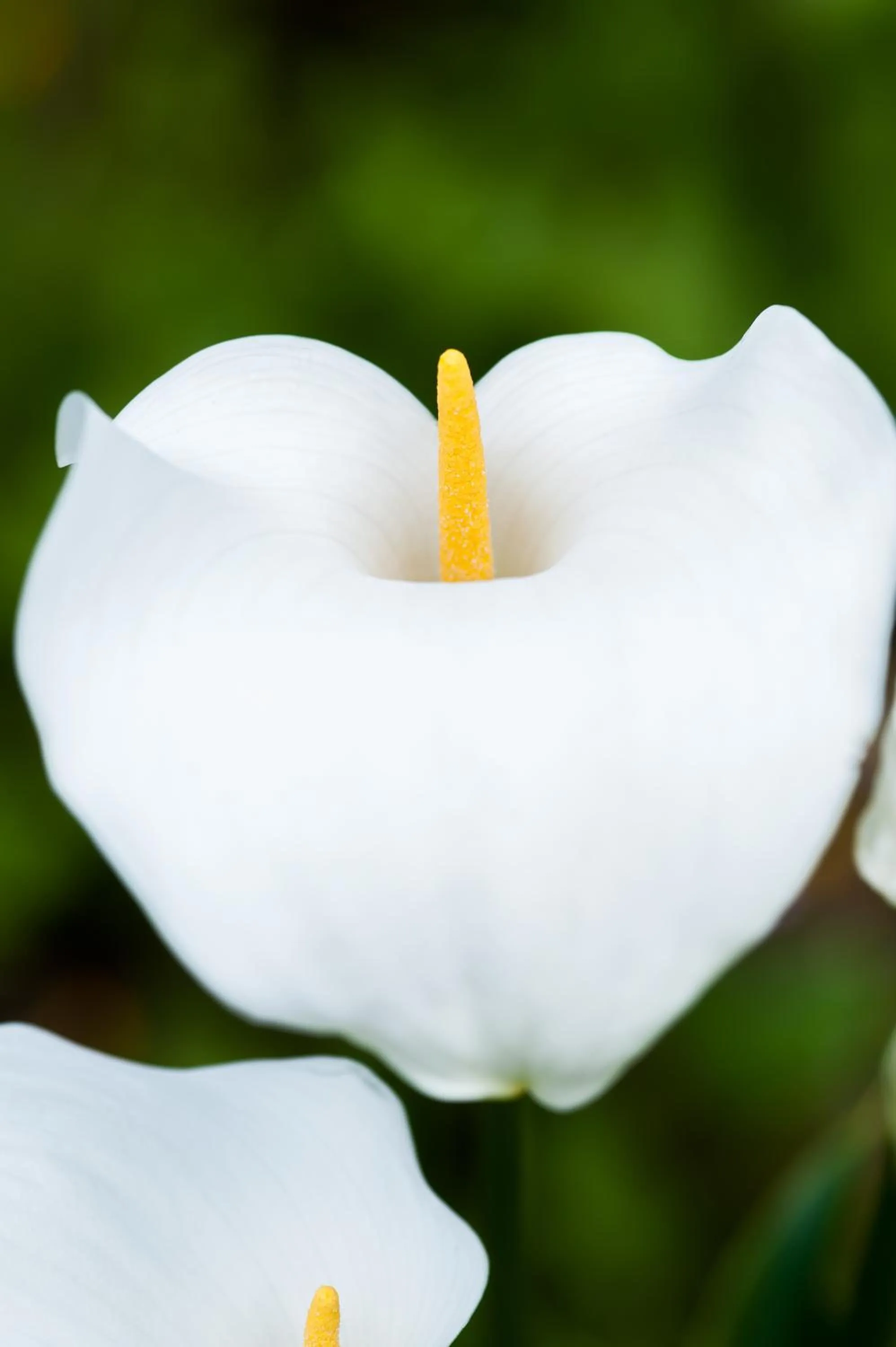Garden in Summer Lodge Country House Hotel