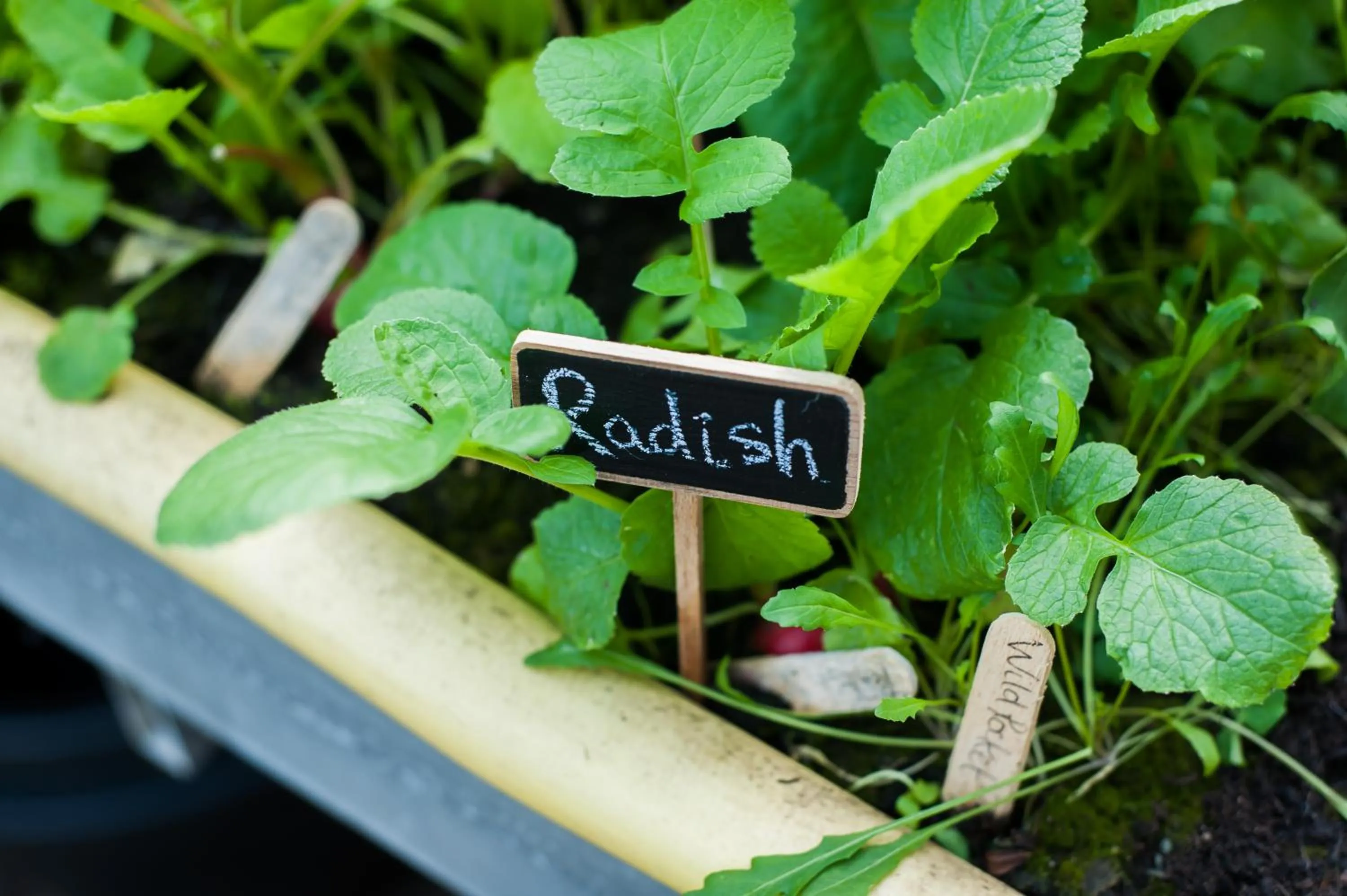 Food and drinks in Summer Lodge Country House Hotel