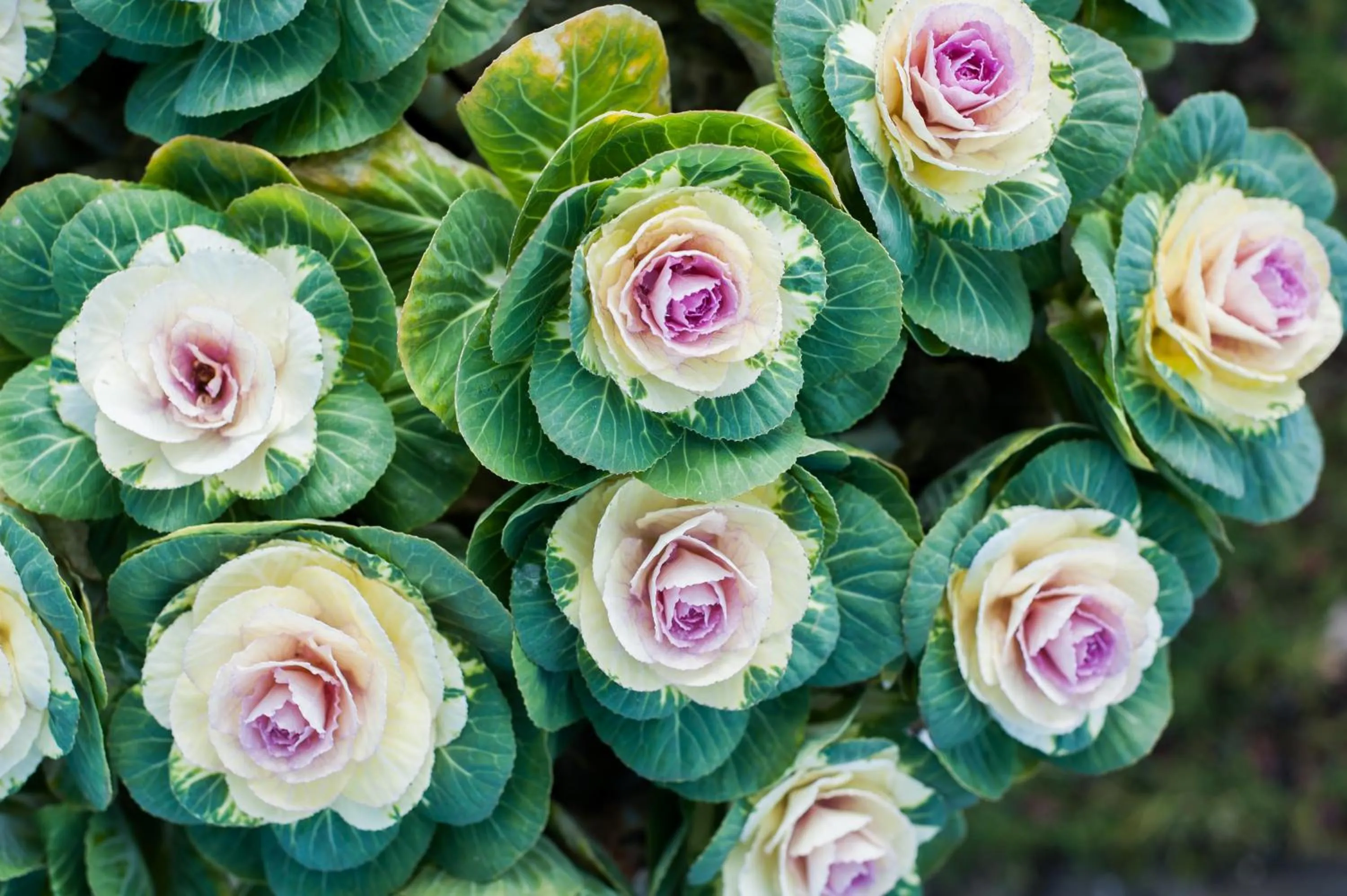 Garden in Summer Lodge Country House Hotel