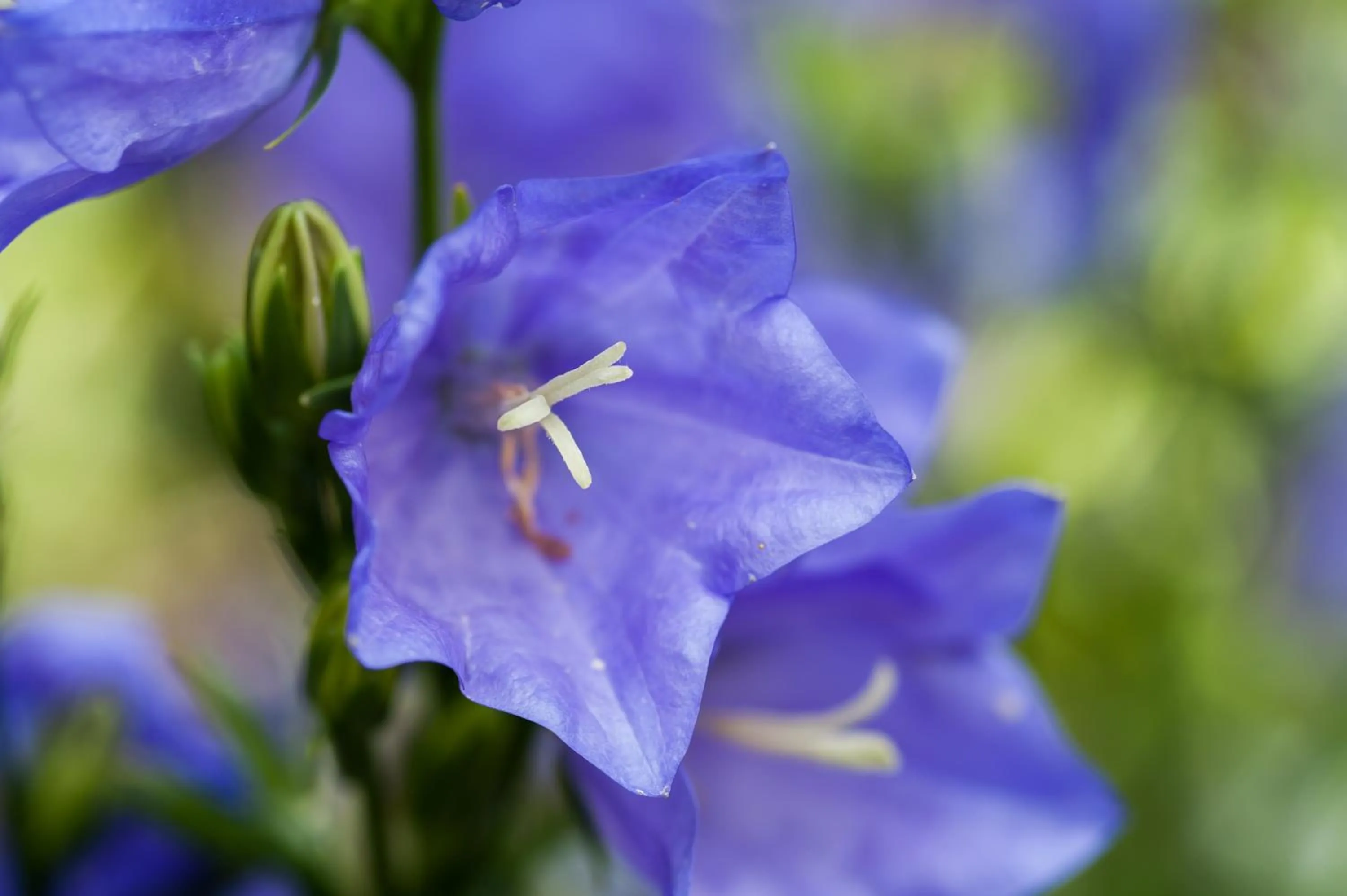 Garden in Summer Lodge Country House Hotel