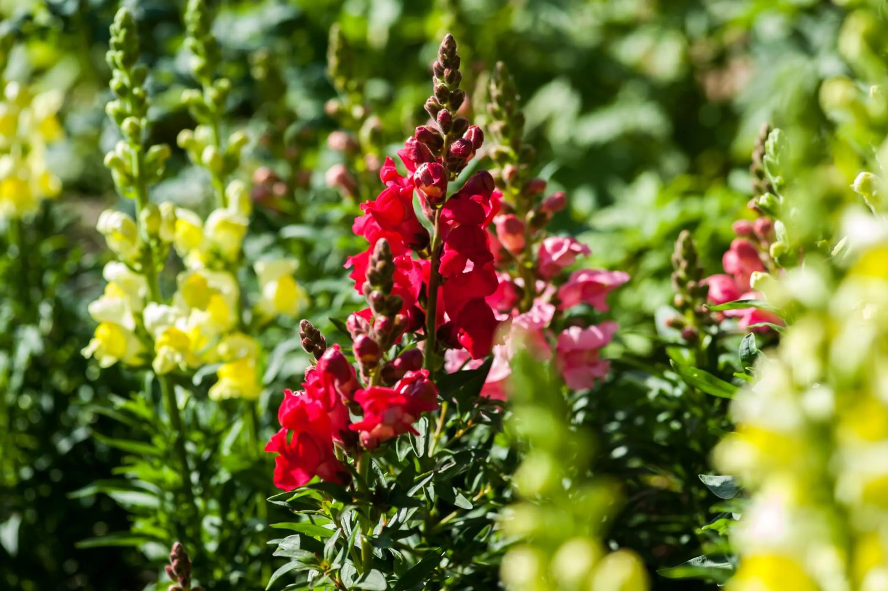 Garden in Summer Lodge Country House Hotel