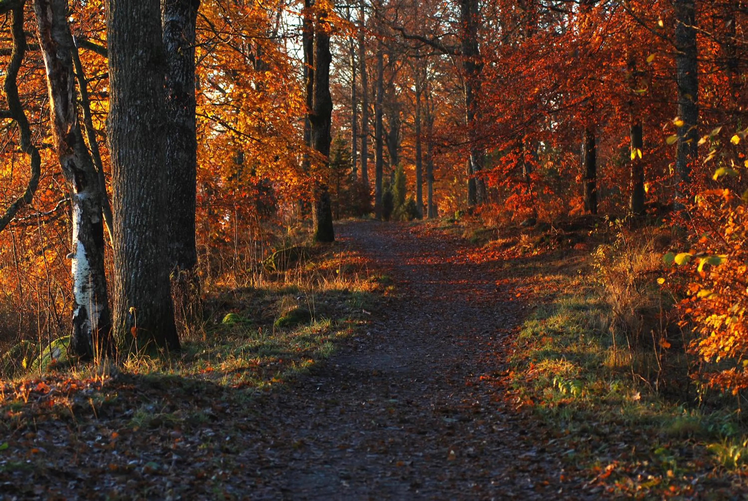 Natural landscape in Tingsryd Resort