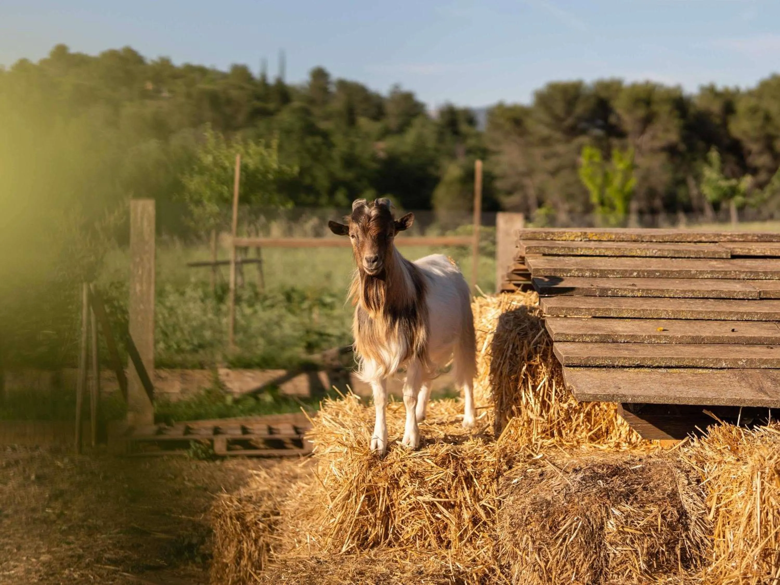 Other in Mercure Aix-En-Provence Sainte-Victoire