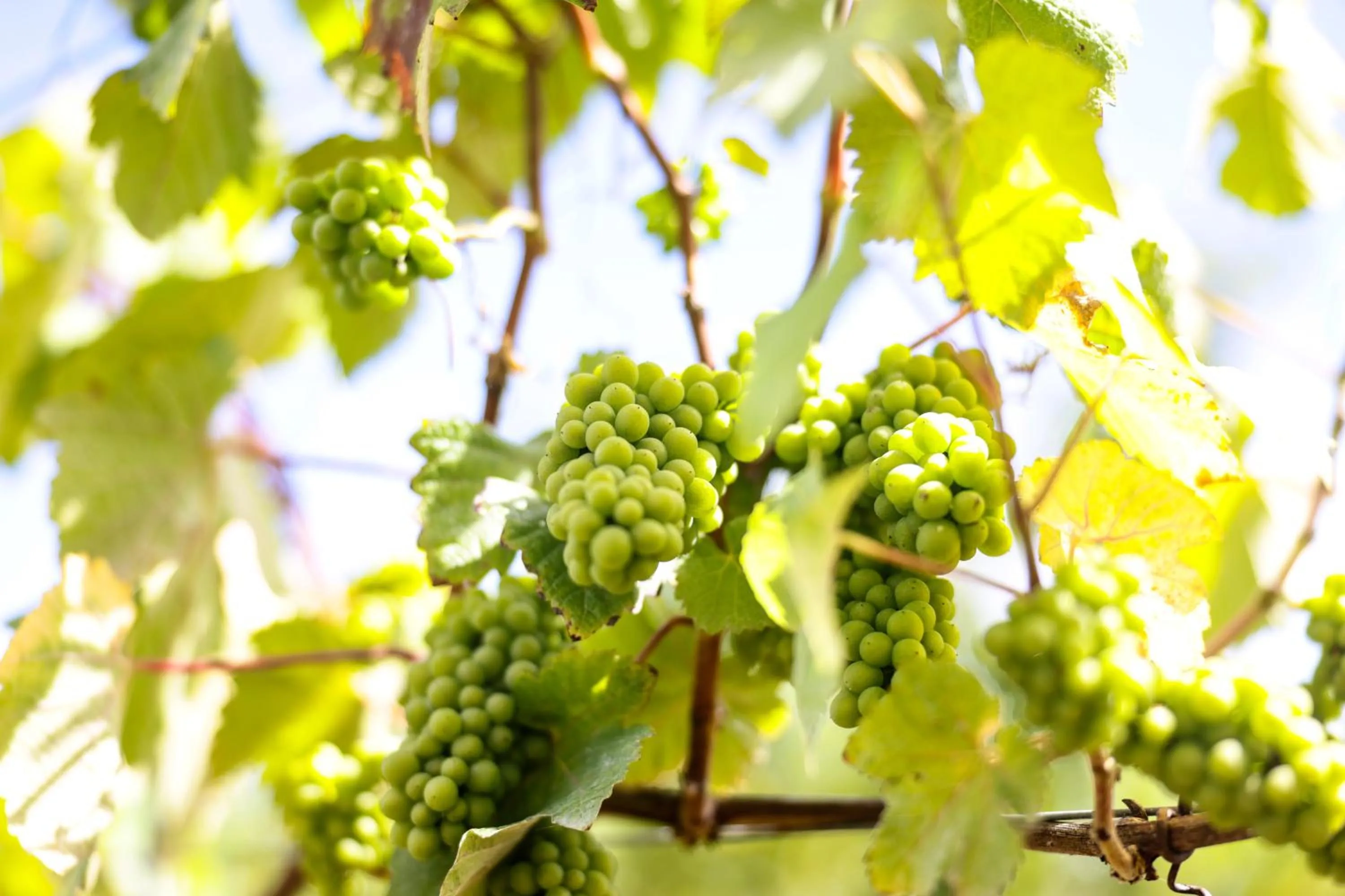 View (from property/room) in Lympstone Manor Hotel Restaurant & Vineyard - Relais & Chateaux
