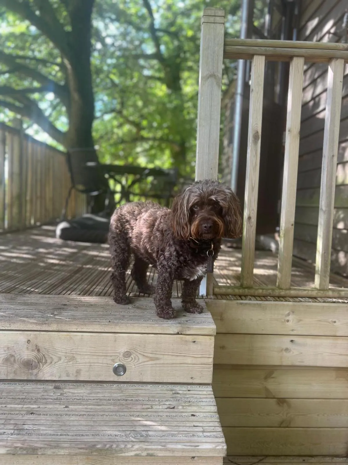 Pets in Lympstone Manor Hotel Restaurant & Vineyard - Relais & Chateaux