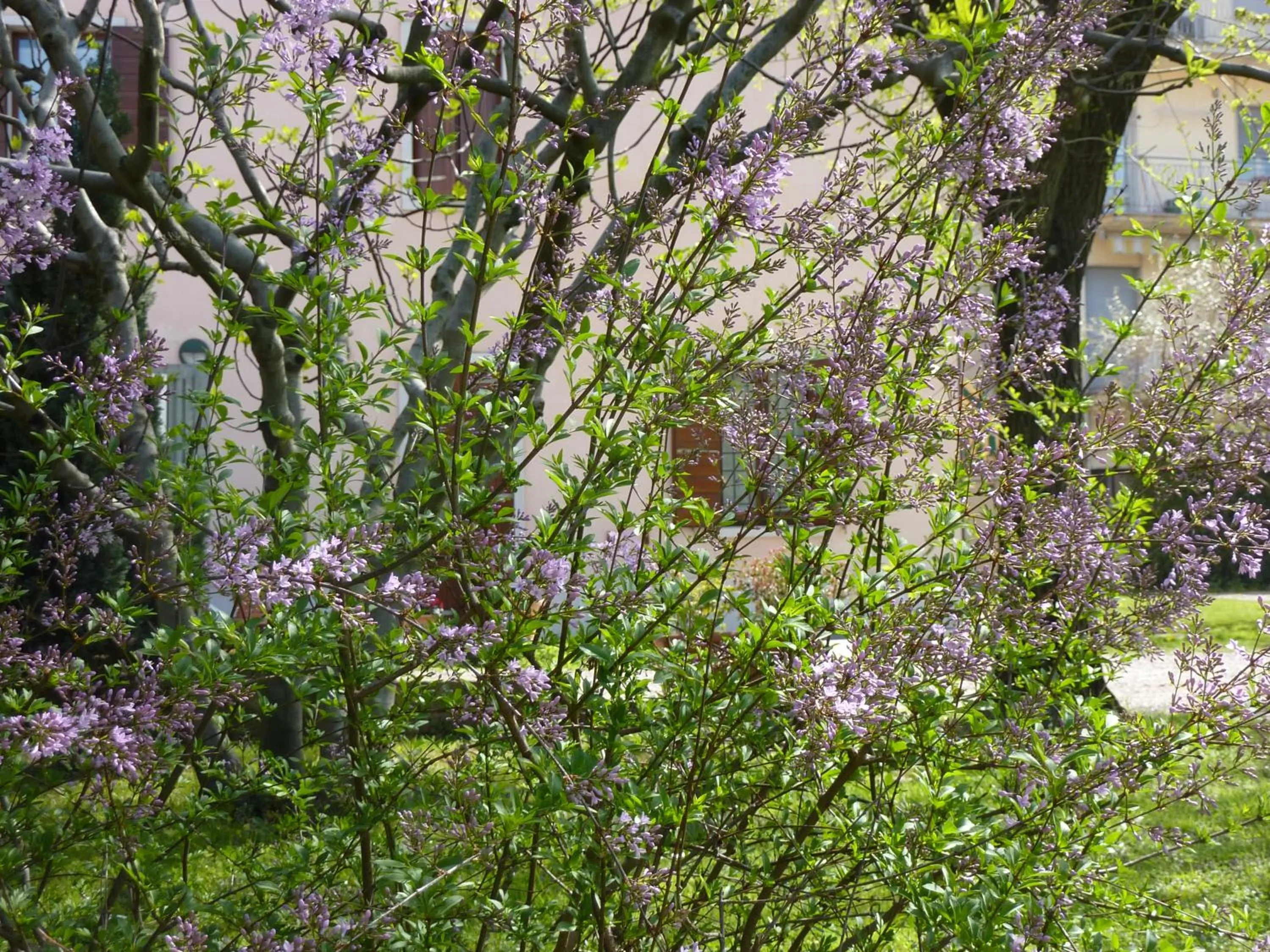 Spring in B&B La Tamerice