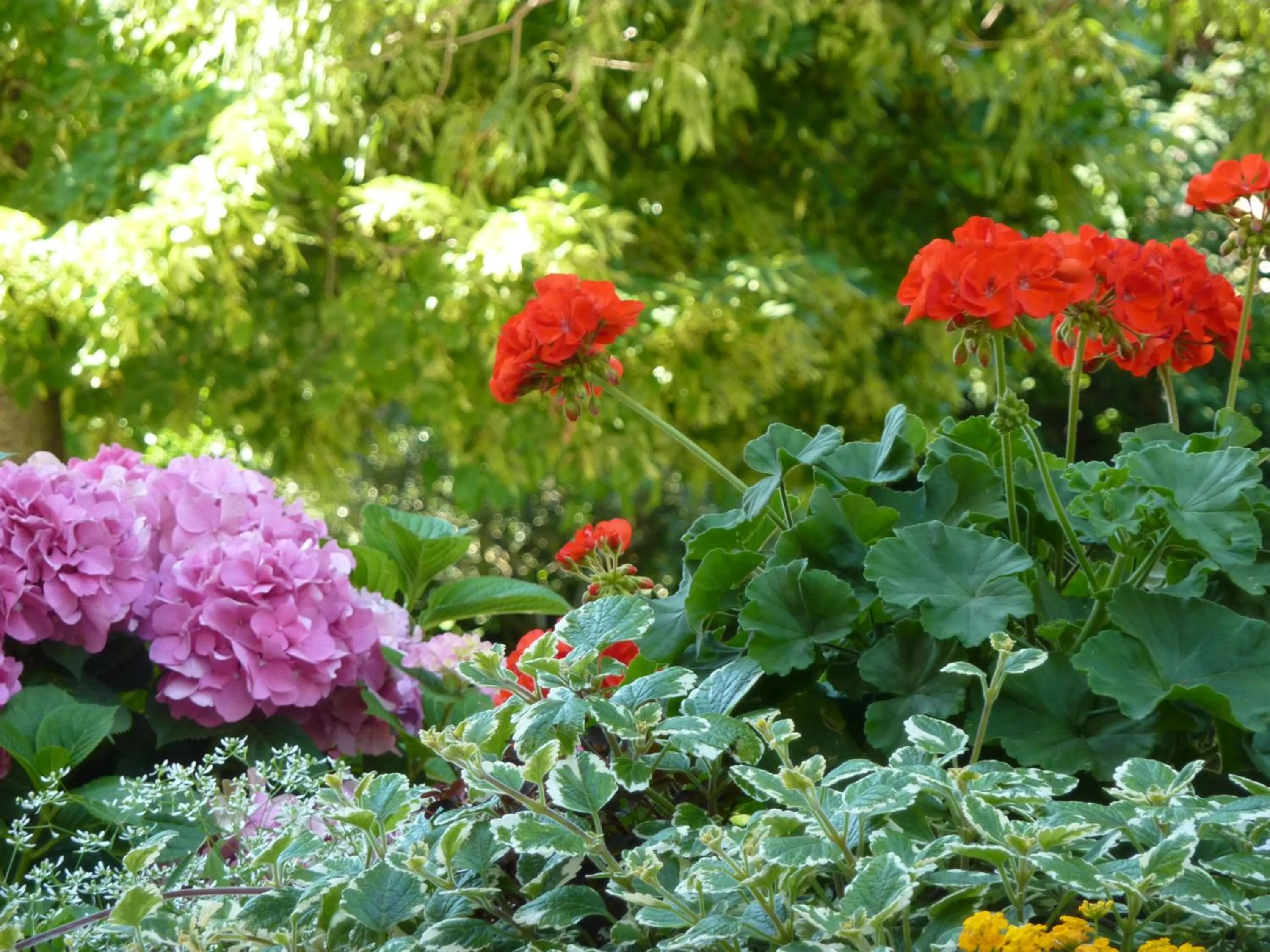 Summer in B&B La Tamerice