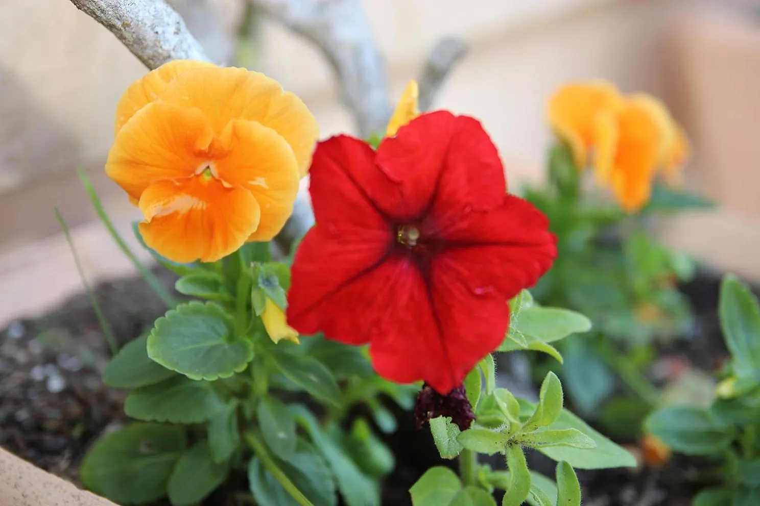 Coral Tree SelfCatering