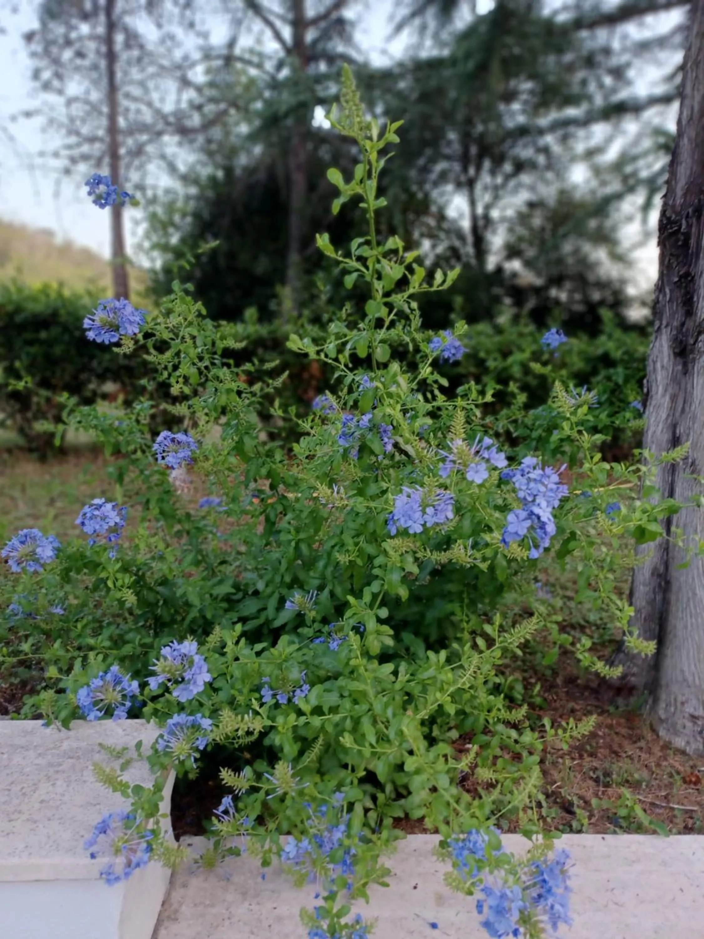 Spring in Hotel Boomerang