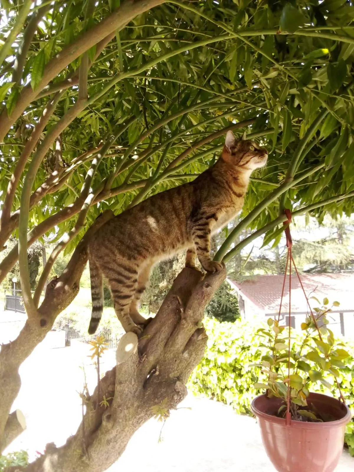 Animals in Hotel Boomerang