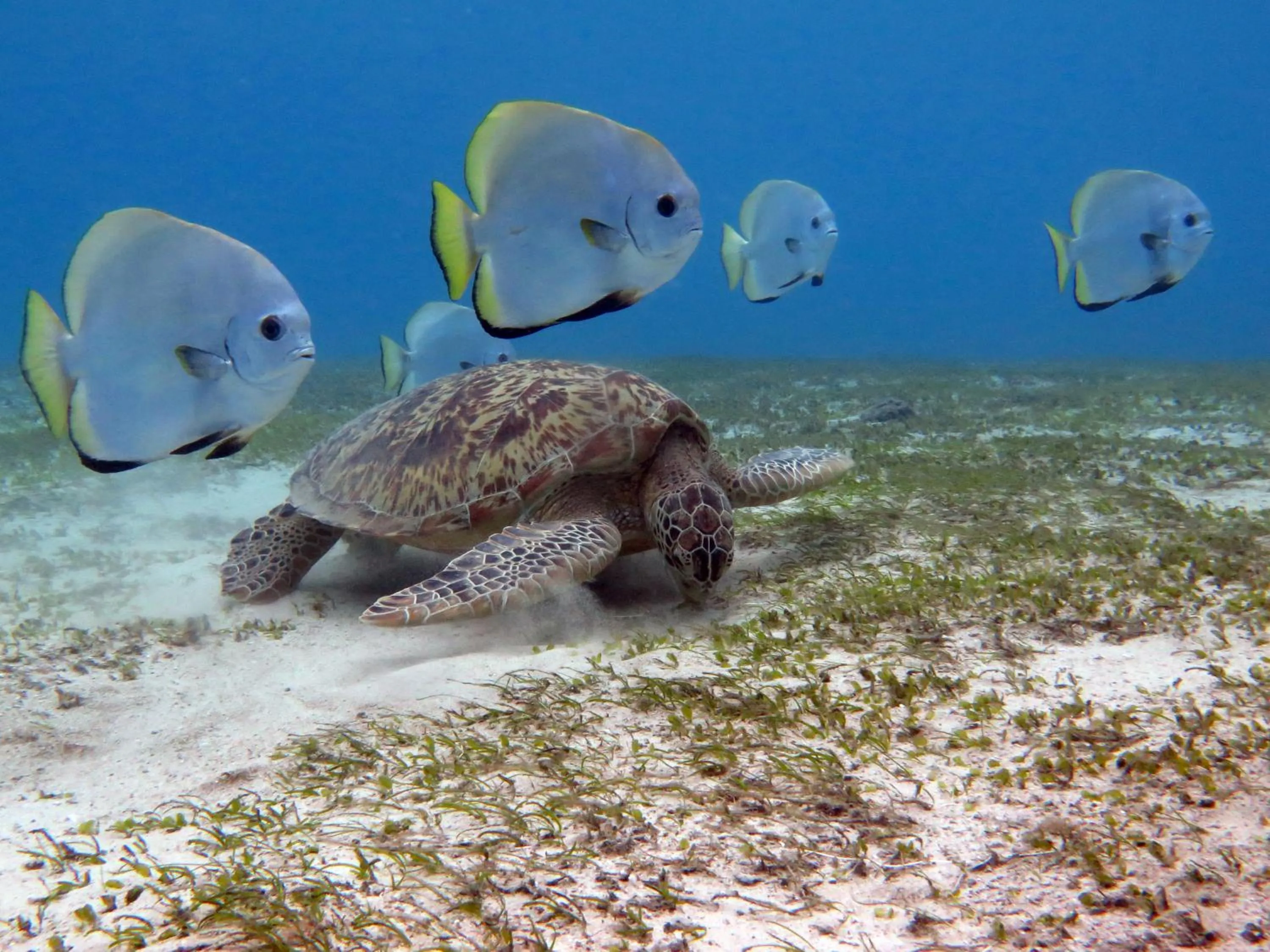 Nearby landmark in Sablayan Paraiso Beach Resort