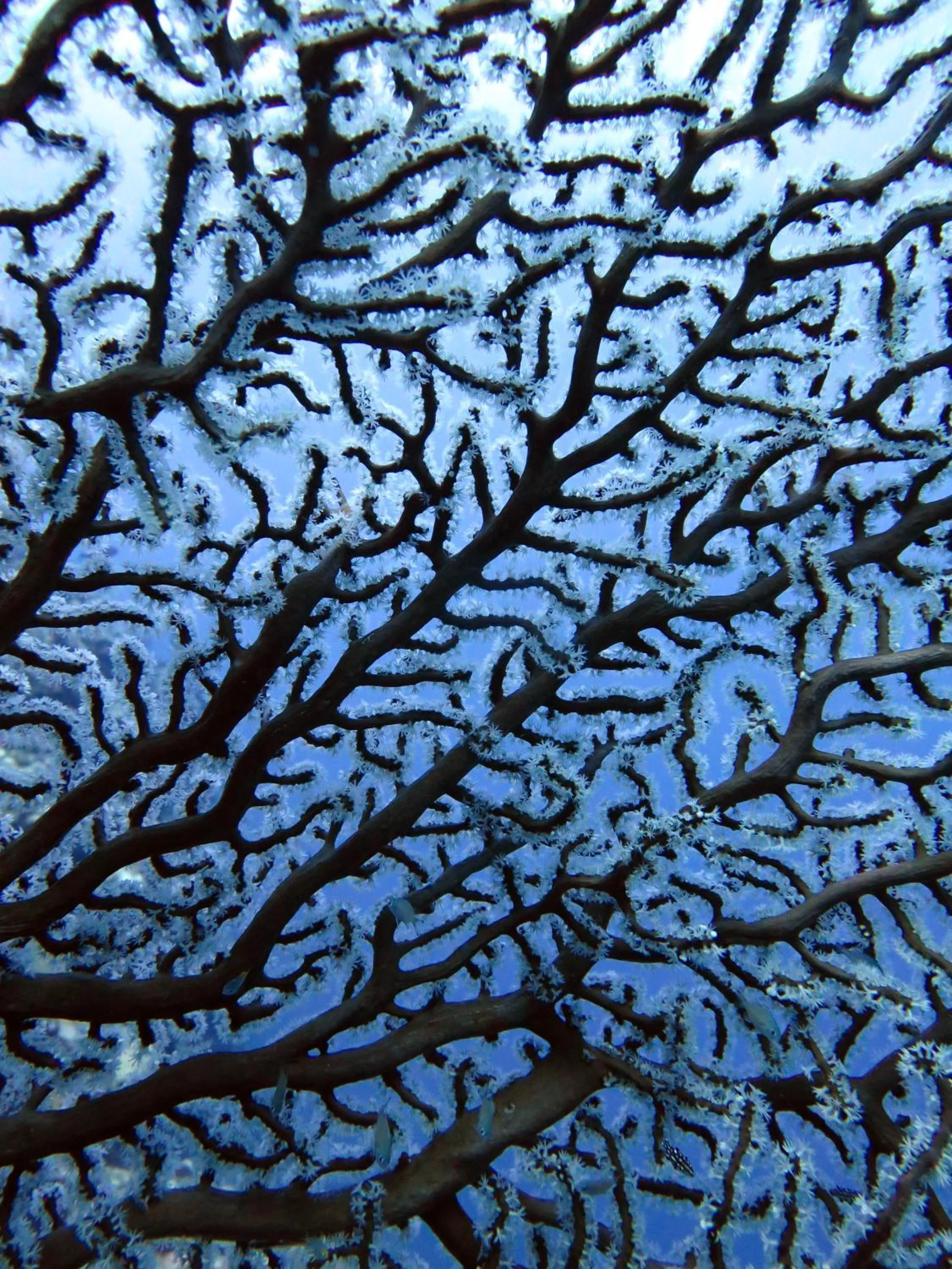 Nearby landmark in Sablayan Paraiso Beach Resort