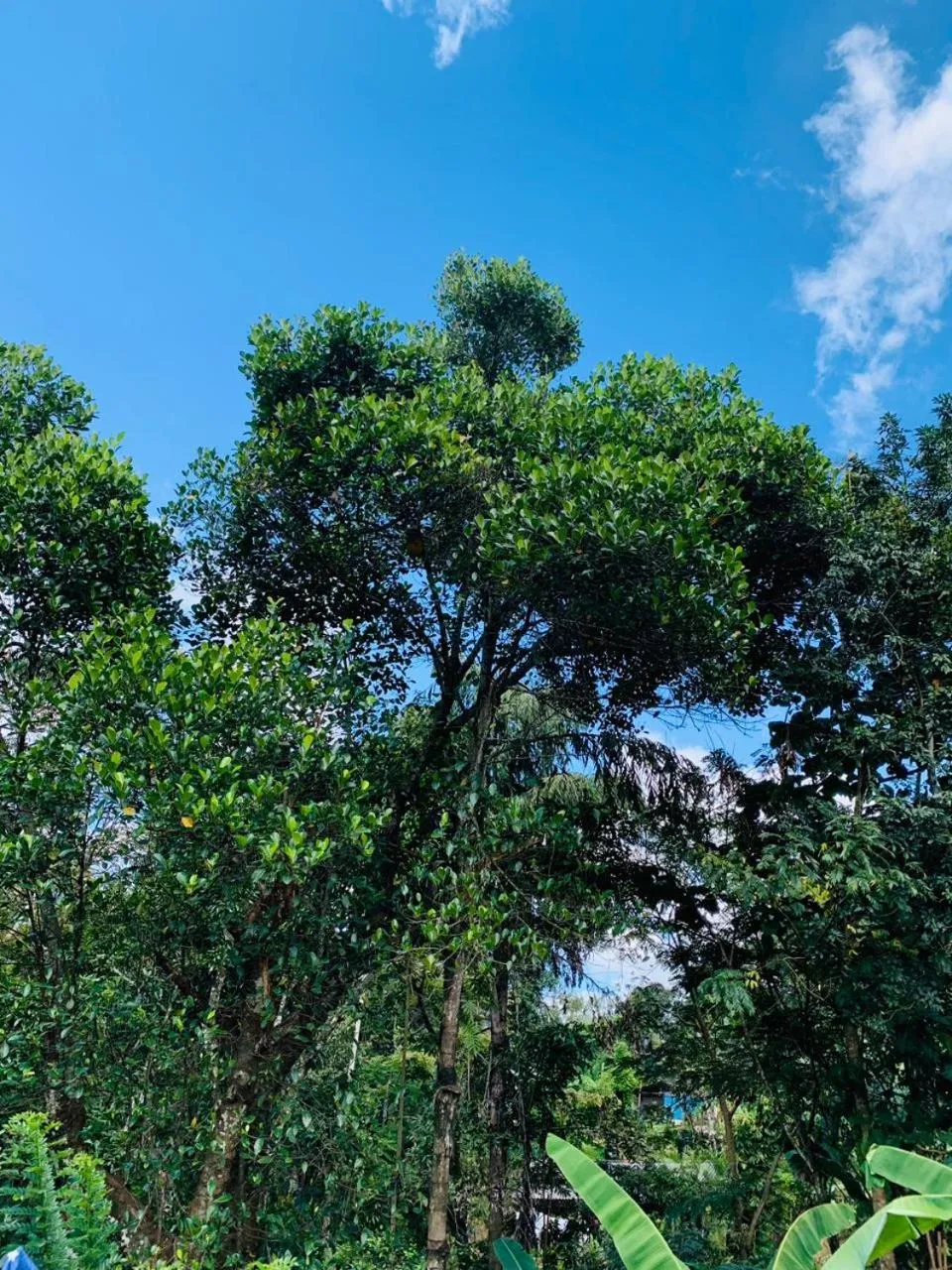 Garden in Little Cottage