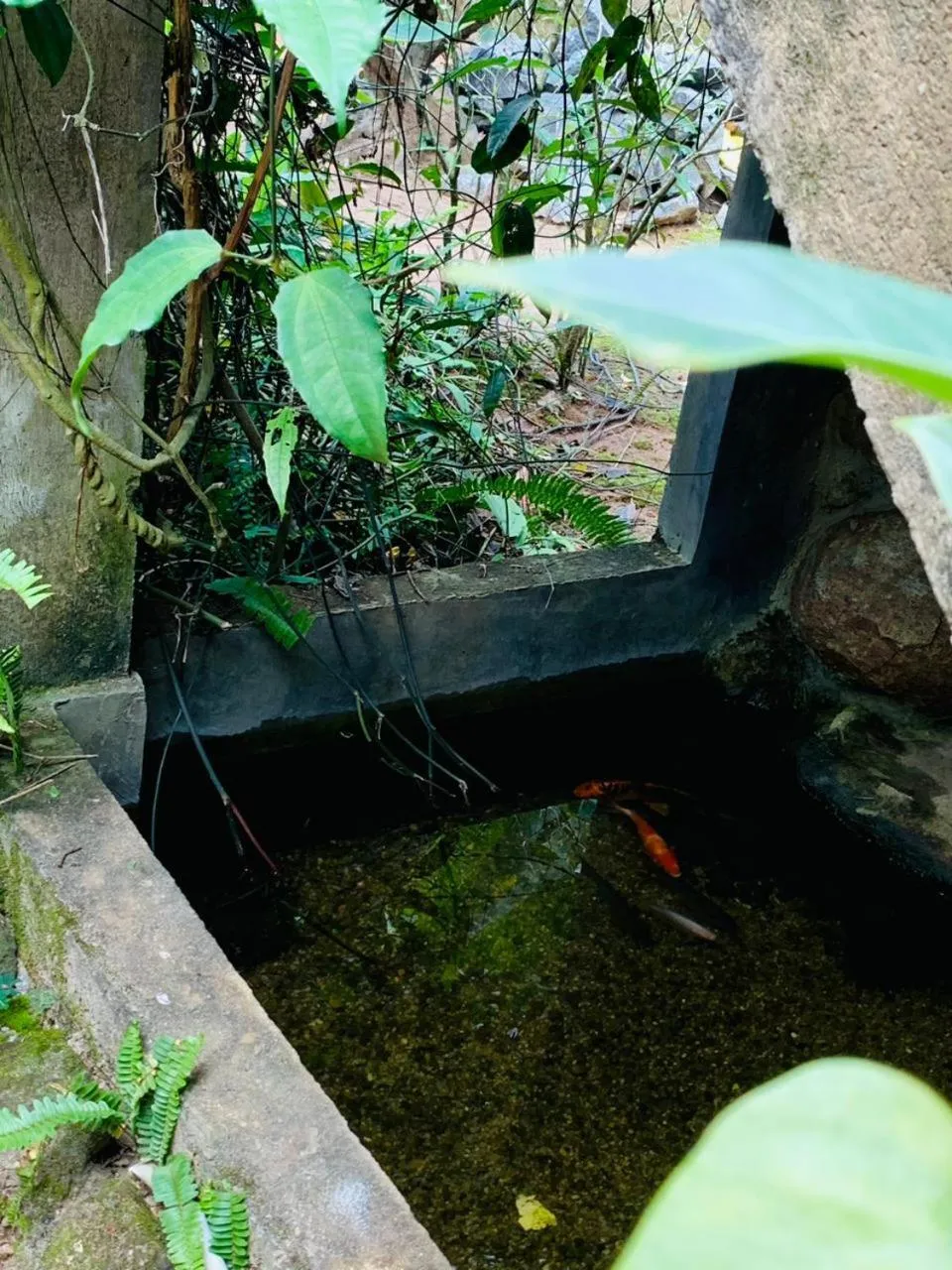 Garden in Little Cottage