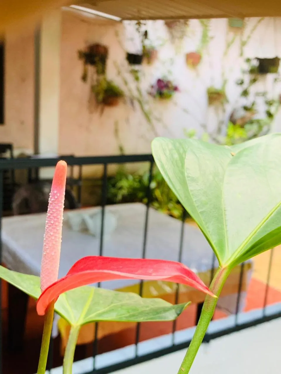 Garden in Little Cottage