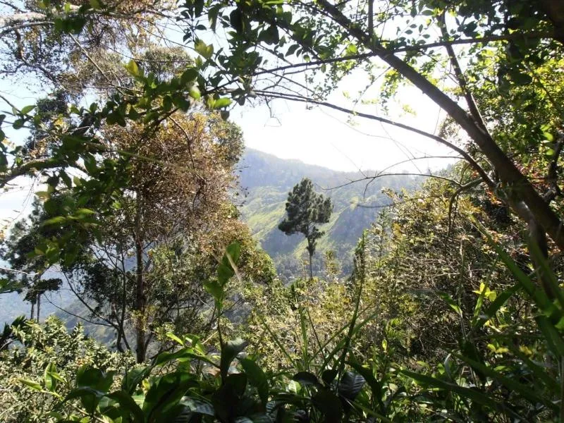 Natural landscape in Little Cottage