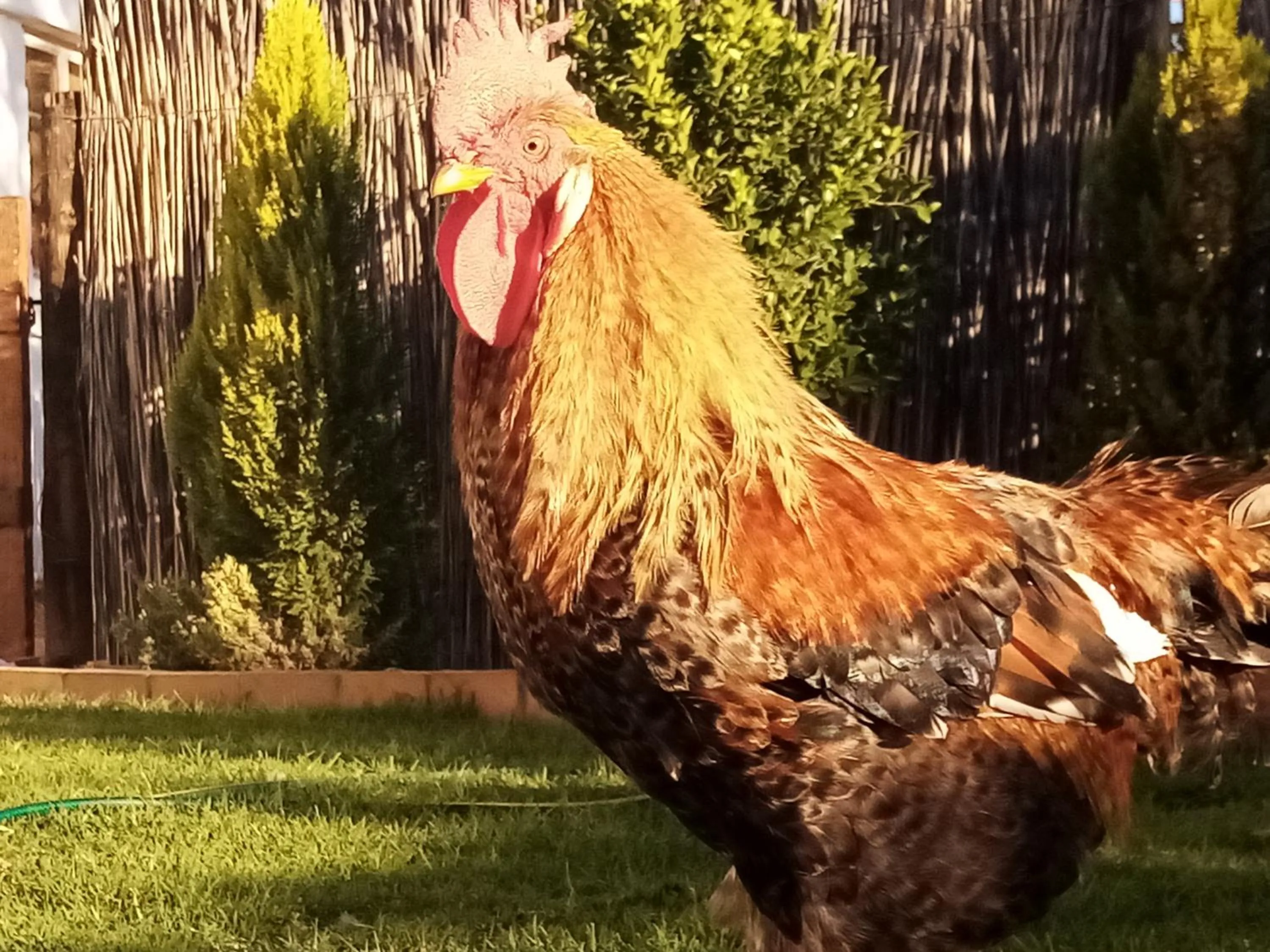 Animals in Daisy Country Lodge