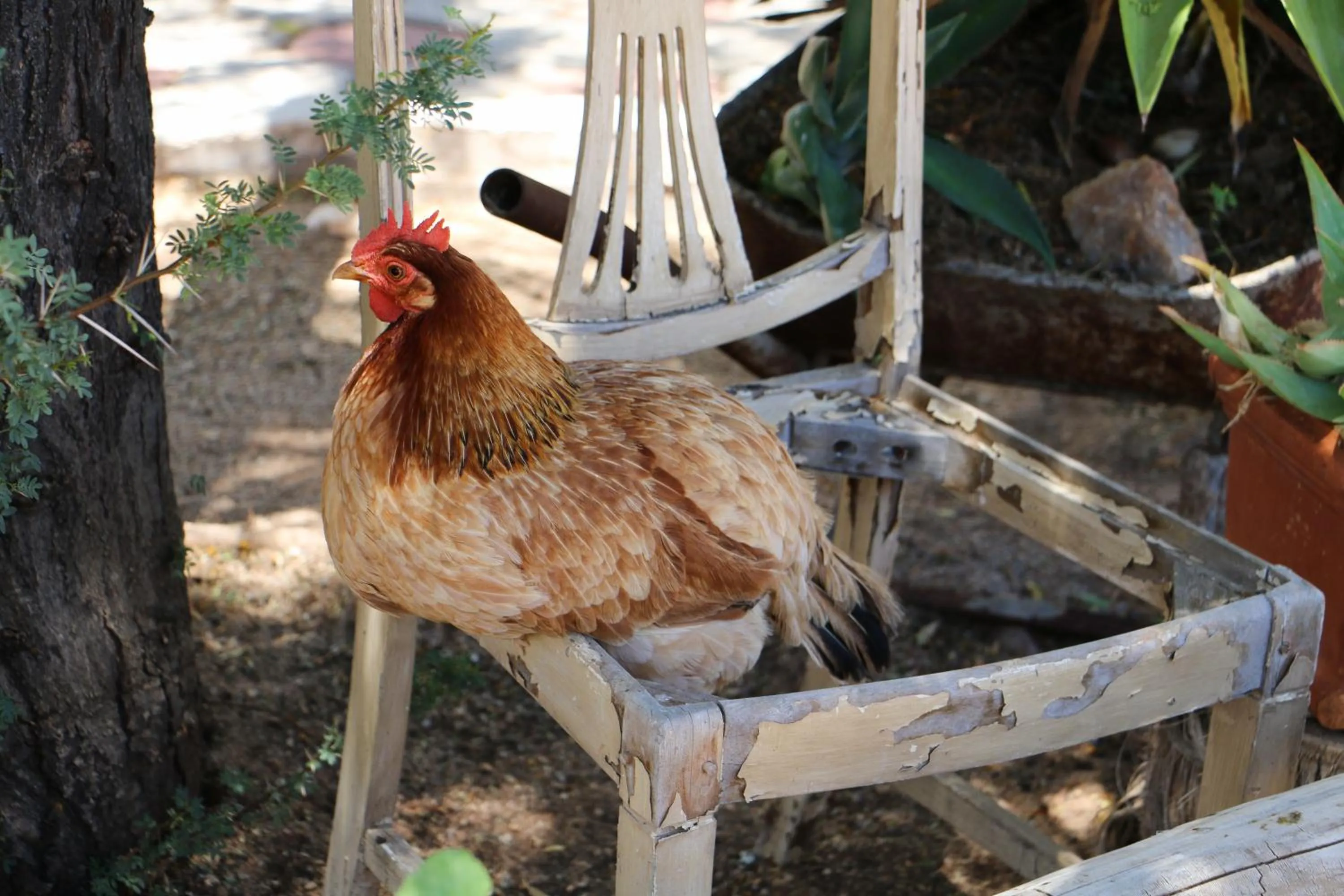Pets in Daisy Country Lodge