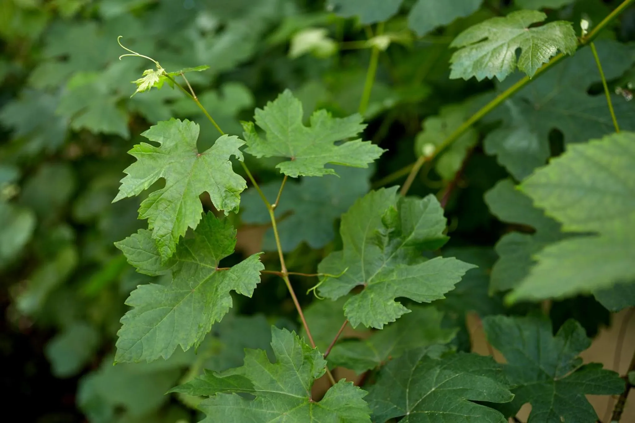 Garden in Le Vert Galant - Auberge Etchegorry