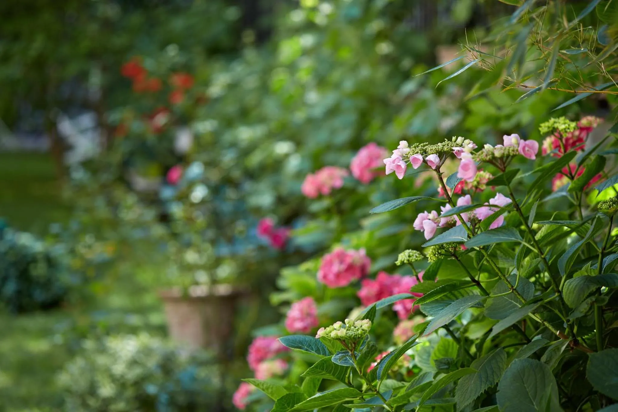 Garden in Le Vert Galant - Auberge Etchegorry
