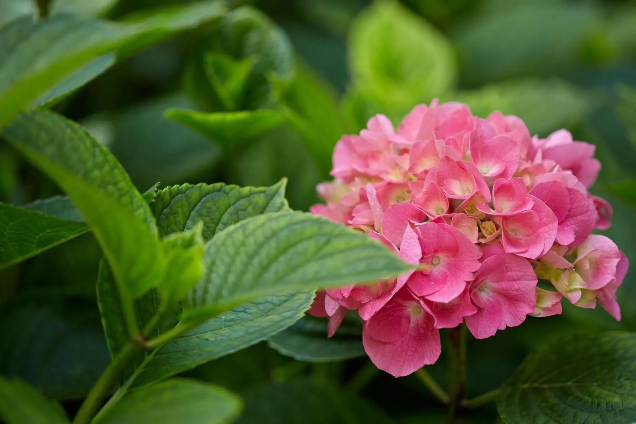 Garden in Le Vert Galant - Auberge Etchegorry