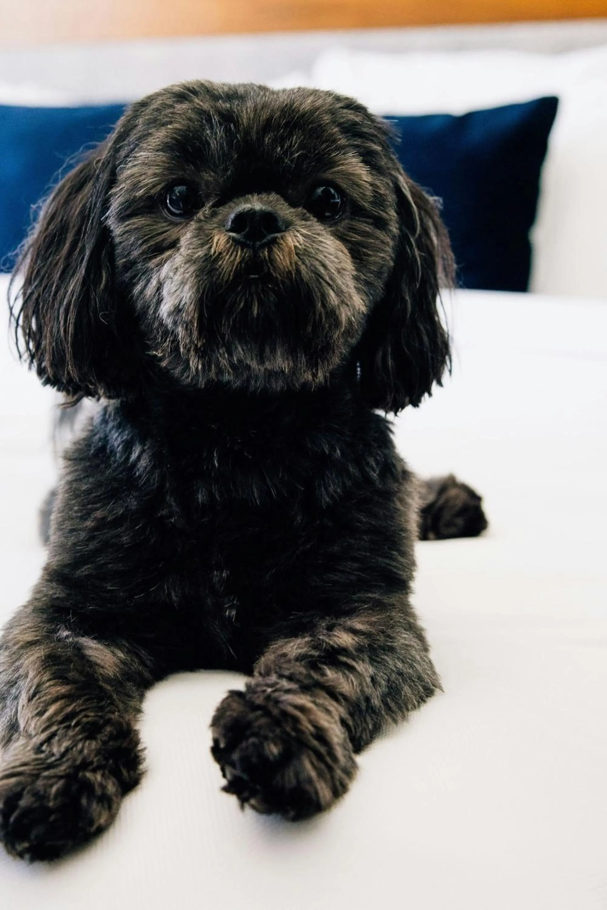 Other in AC Hotel by Marriott Denver Downtown