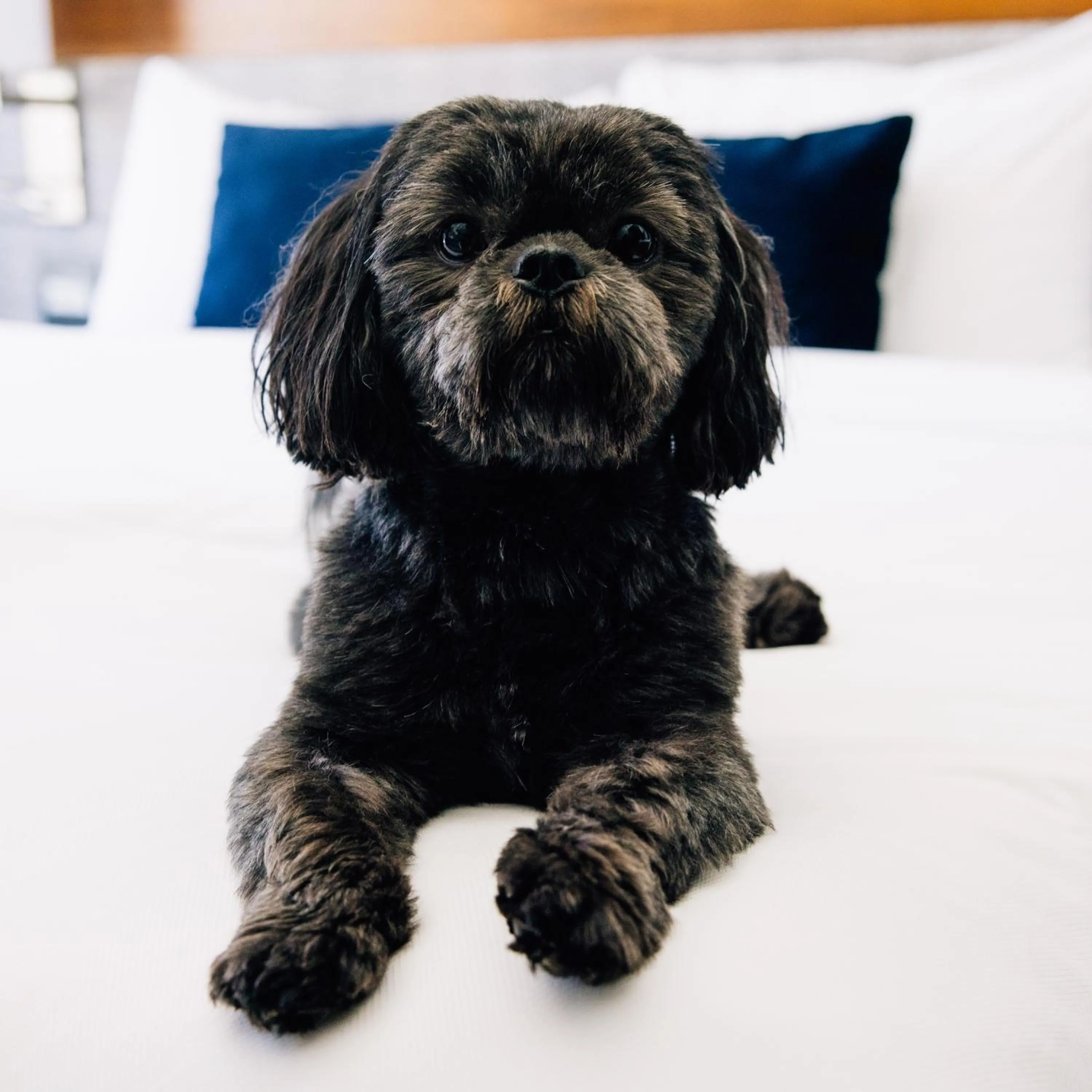Bedroom in AC Hotel by Marriott Denver Downtown
