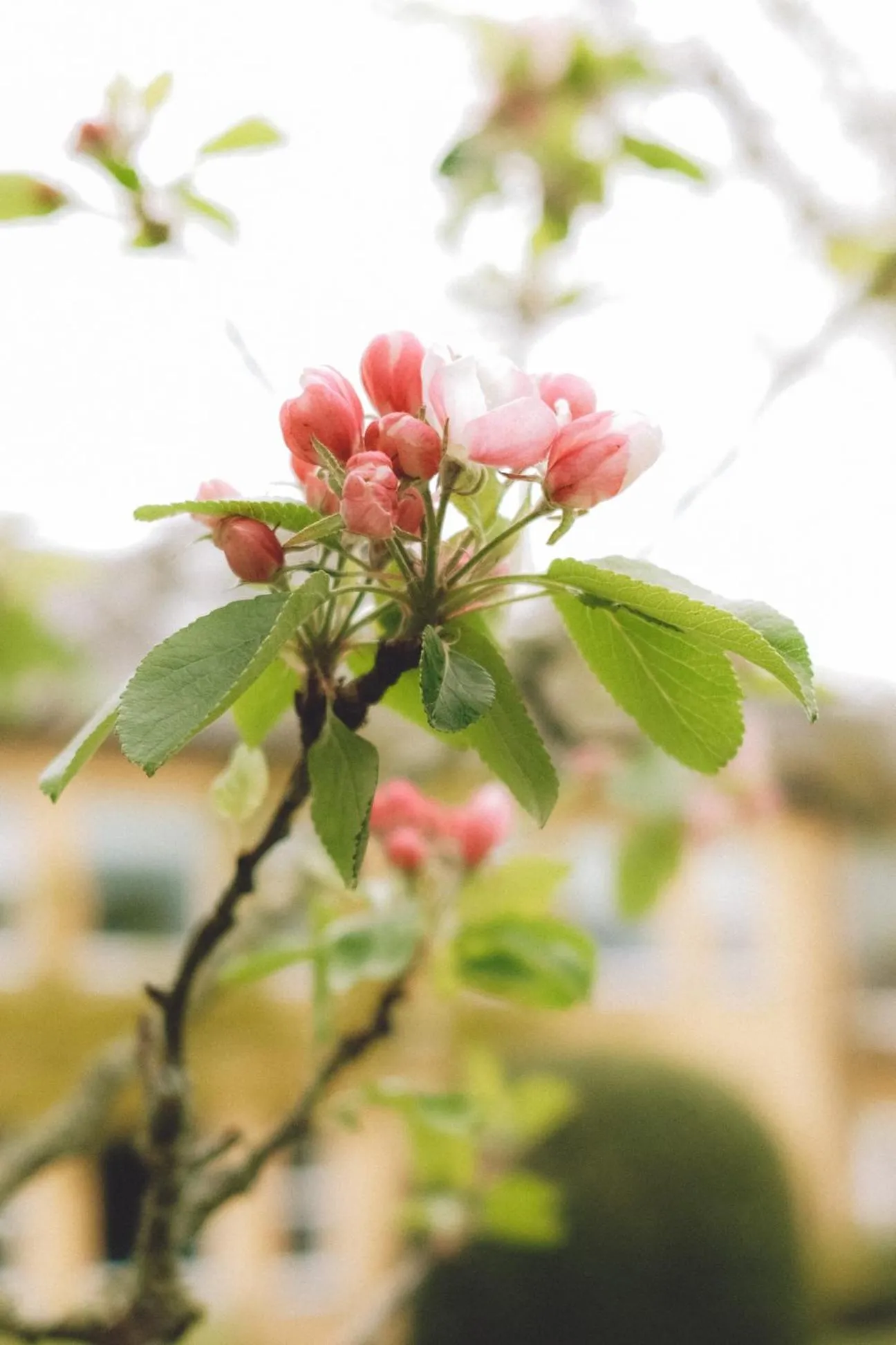Garden in The Dunraven, Adare